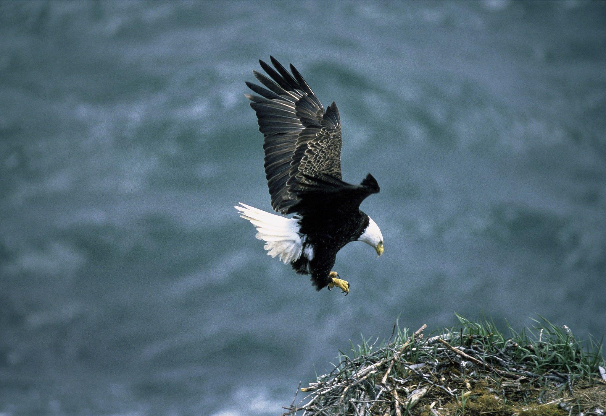 2048x1408 HD Bald Eagle Wallpaper