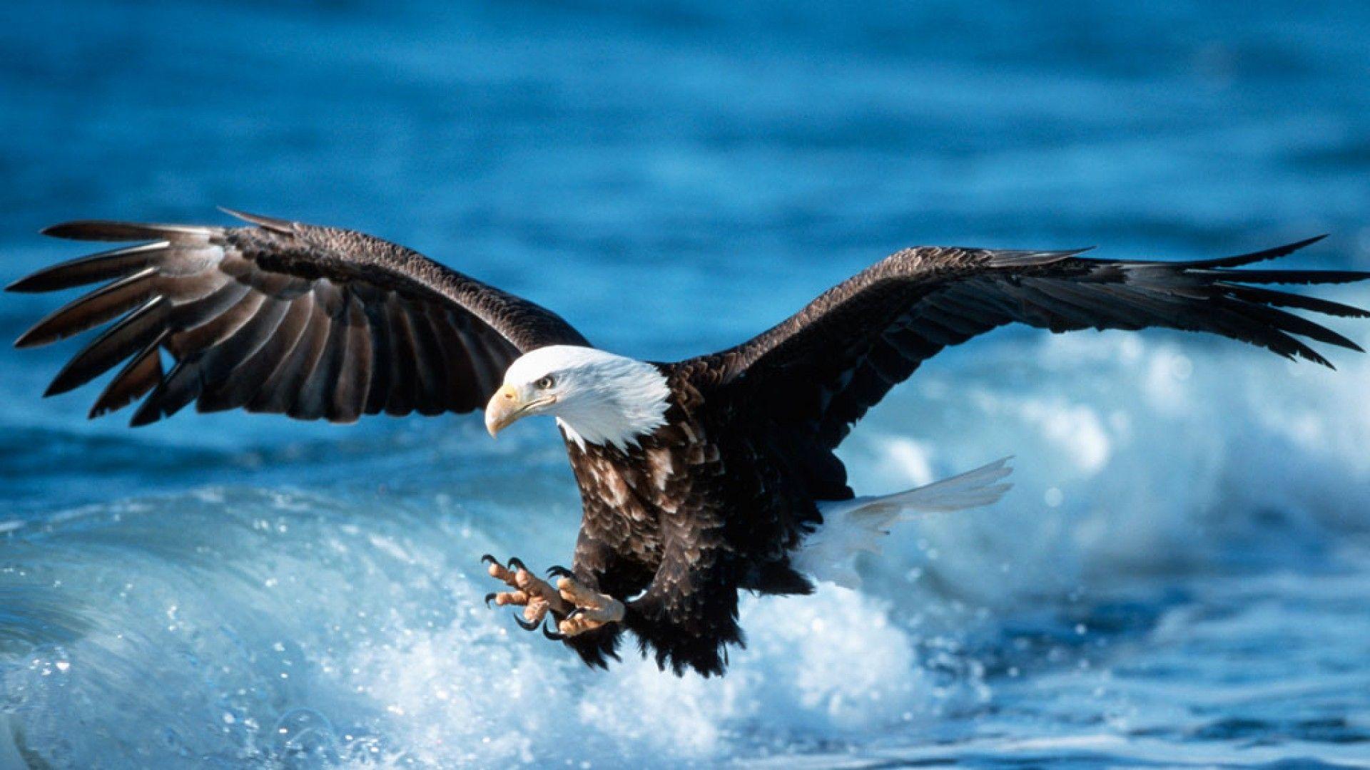 1920x1080 Golden Eagle Wallpaper