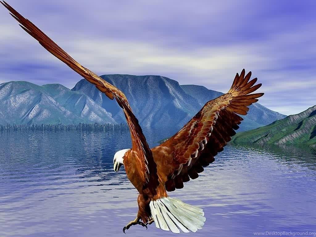 1024x768 Eagle HD Wallpaper Bald Eagle HD Wallpaper Bald Eagle