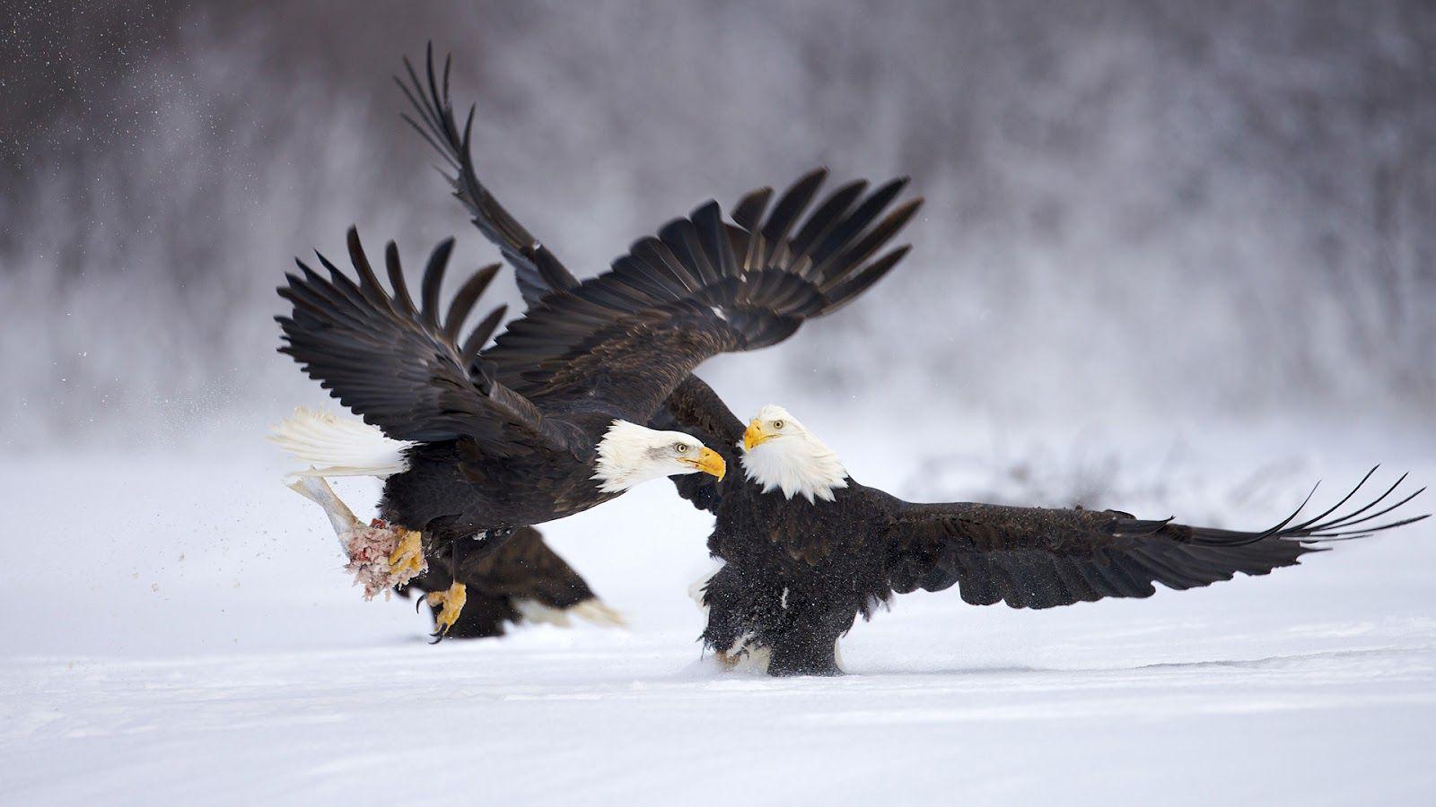 1600x900 Tempest Reborn: HD Eagles Wallpaper and Photo