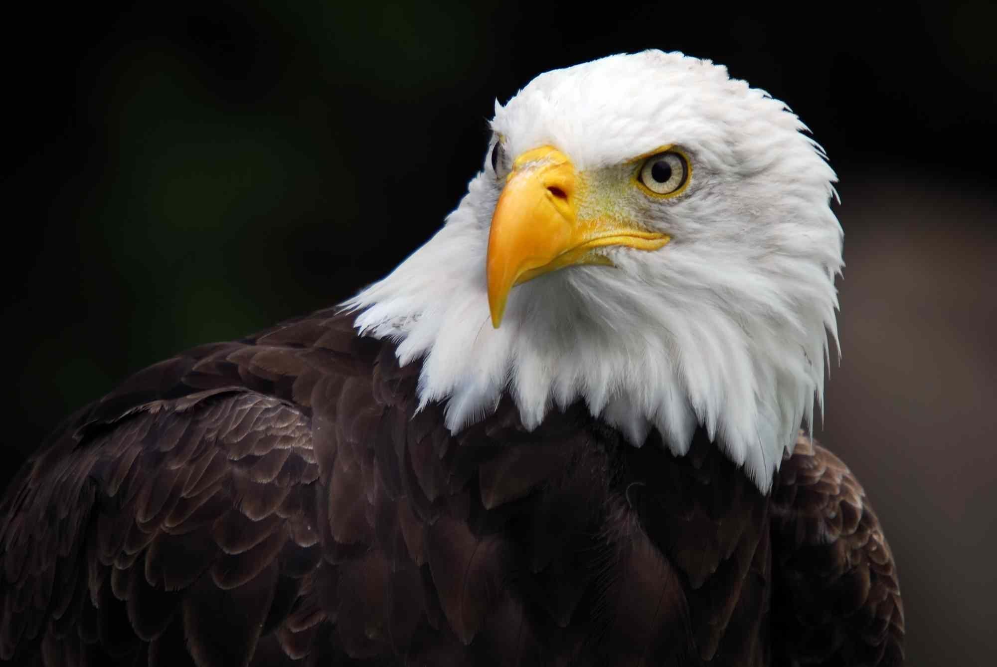 2000x1339 Shila Arredondo: HD Eagle Wallpaper, HD