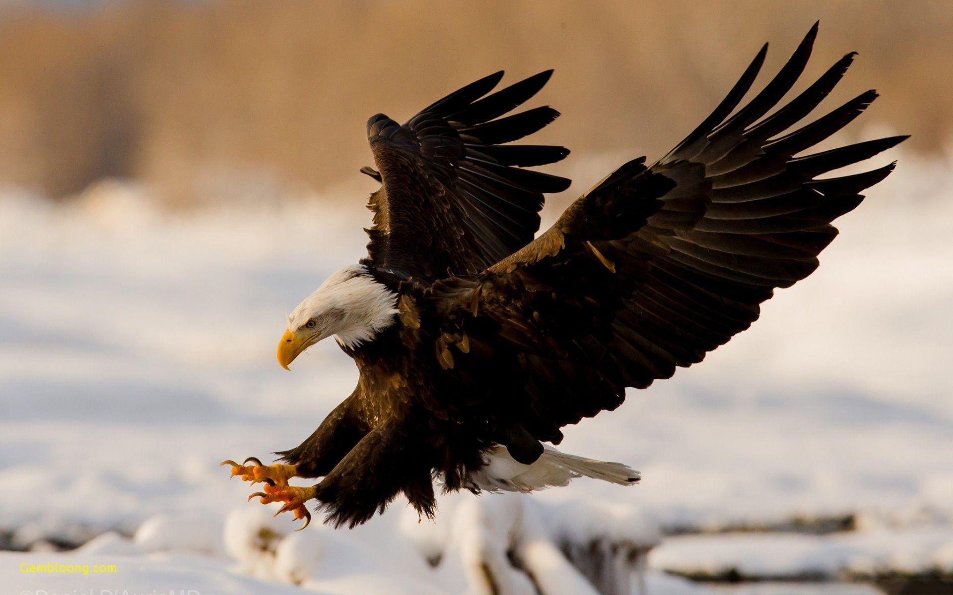 1920x1200 hd for pc birds Fresh Bald Eagle #Wallpaper