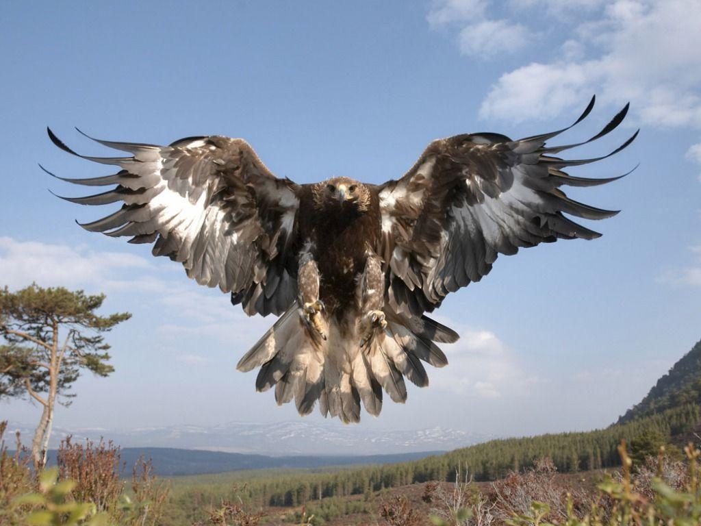1024x768 Golden Eagle