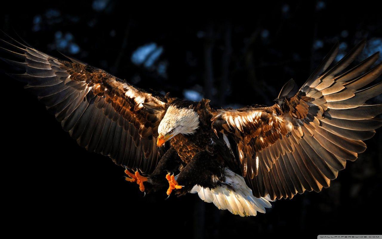 1280x800 Eagle wallpaperx800