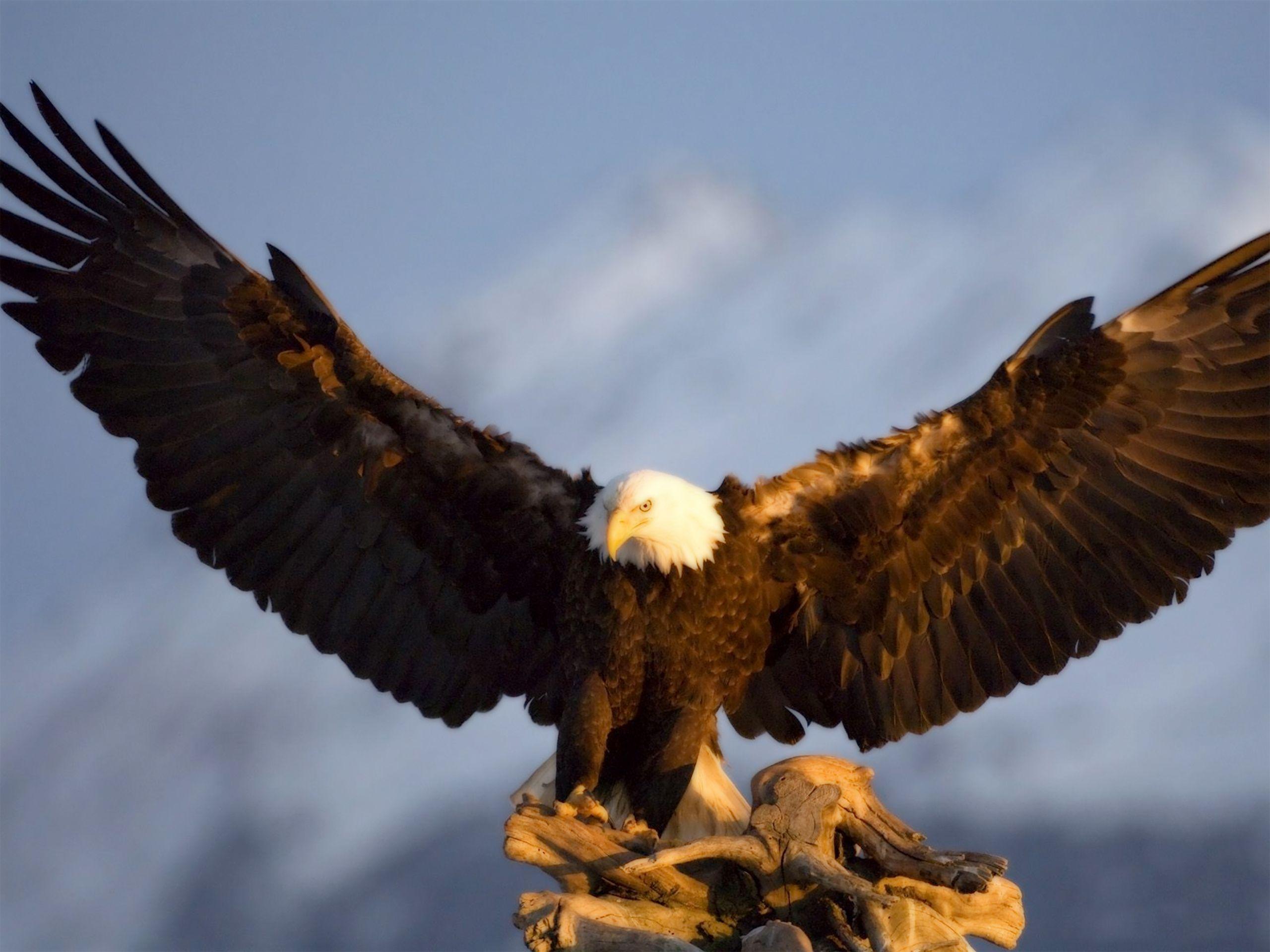 2560x1920 Eagle wallpaper