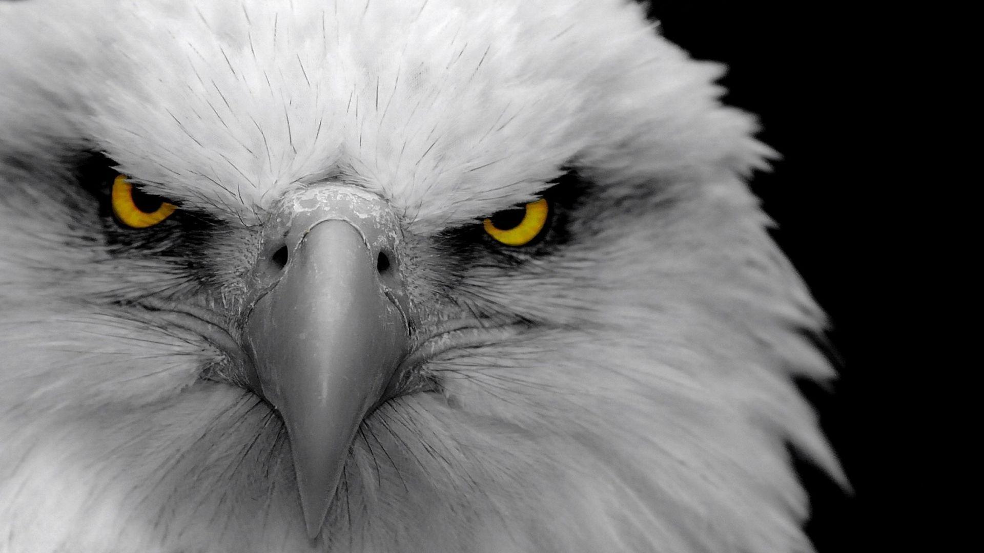 1920x1080 Wide HD Eagle Wallpaper