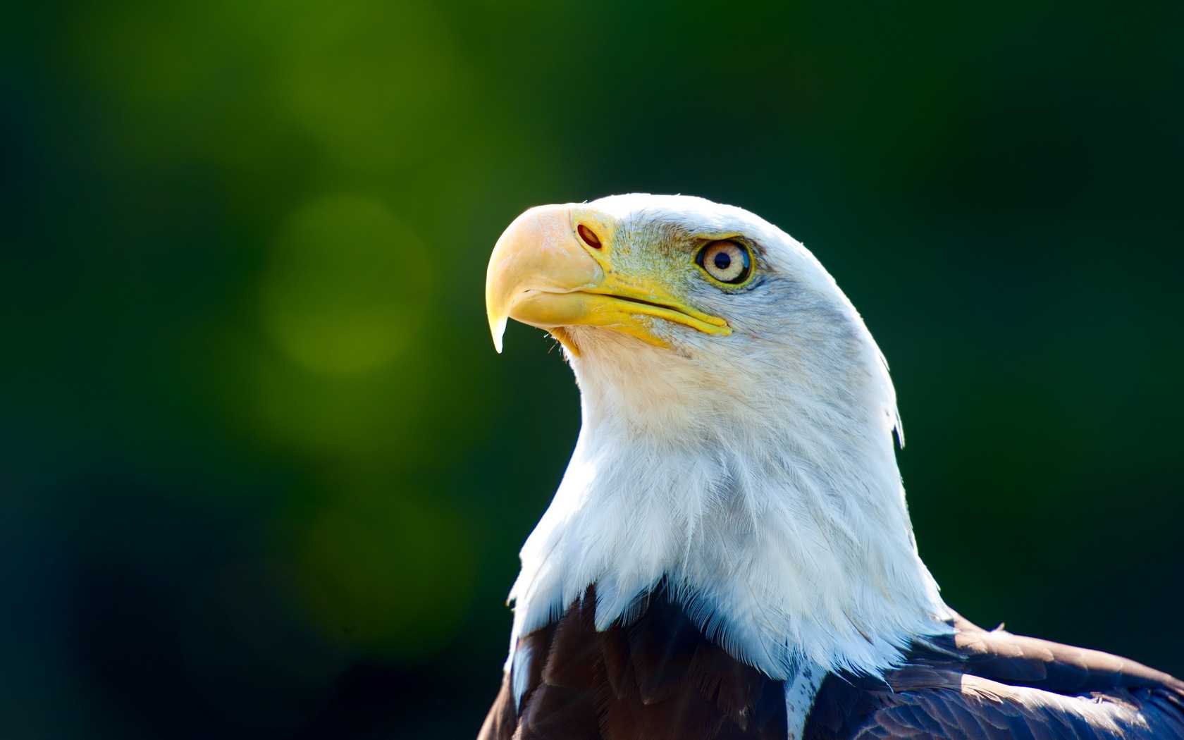 1680x1050 Eagle Wallpaper Free Download