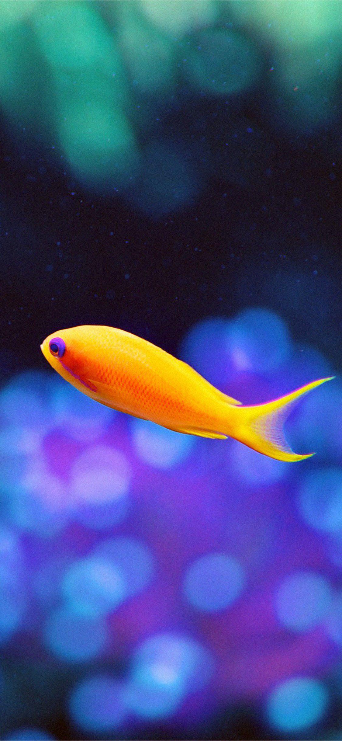 iOS 16 includes clownfish wallpaper from original iPhone - 9to5Mac