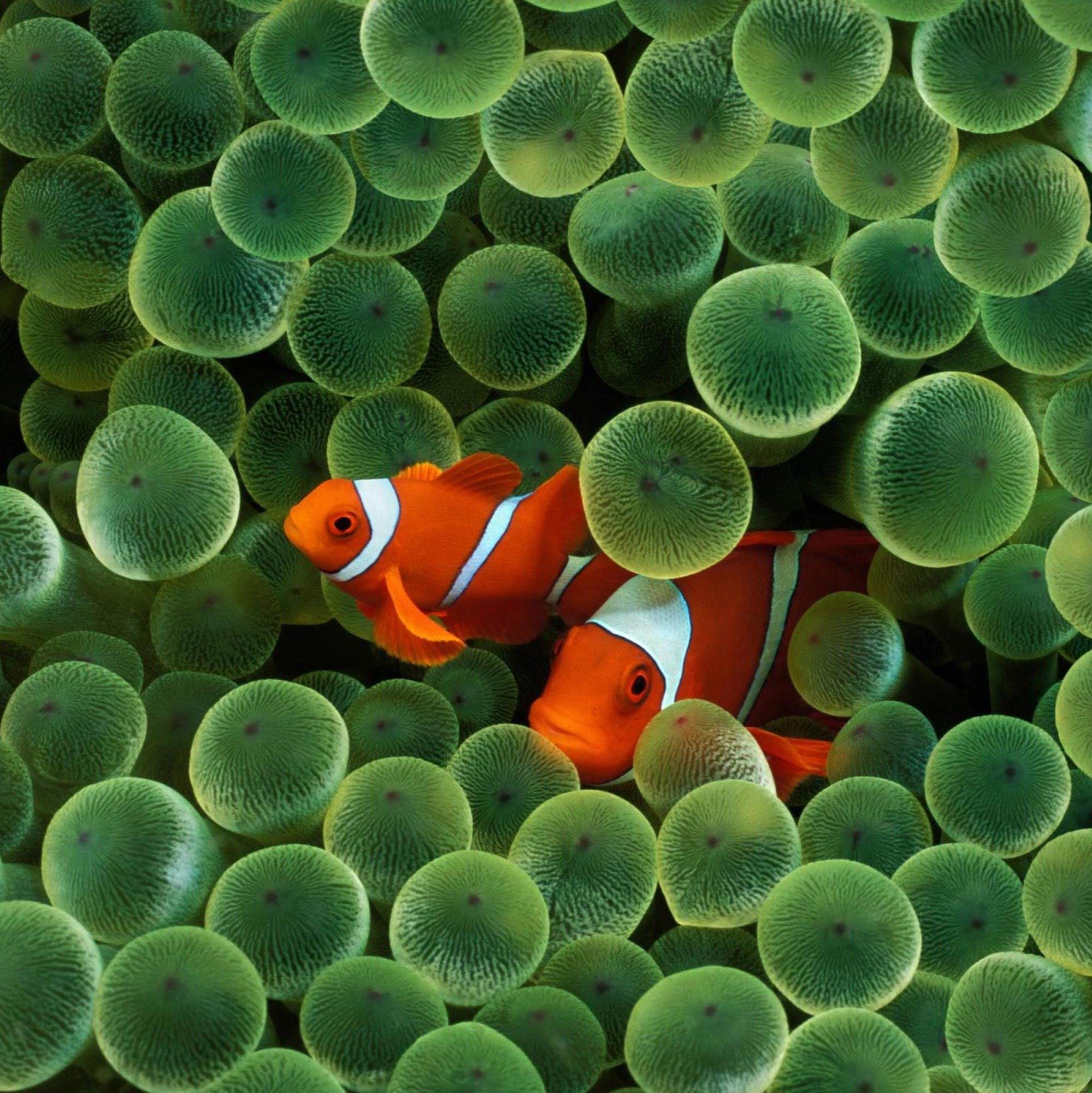 1999x2000 Fish iOS wallpaper iPhone 2g