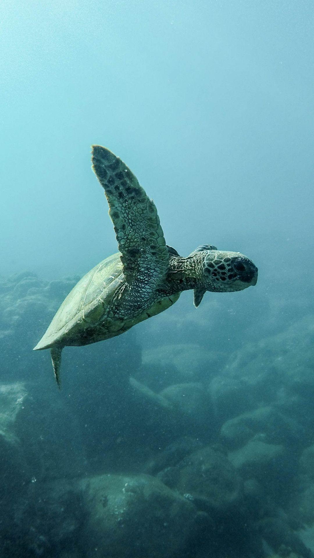 1080x1920 Underwater Ocean Wallpaper