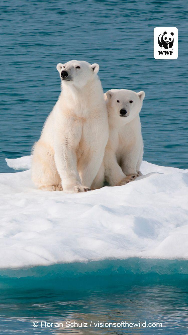 750x1337 Free WWF iPhone Wallpaper. World Wildlife Fund