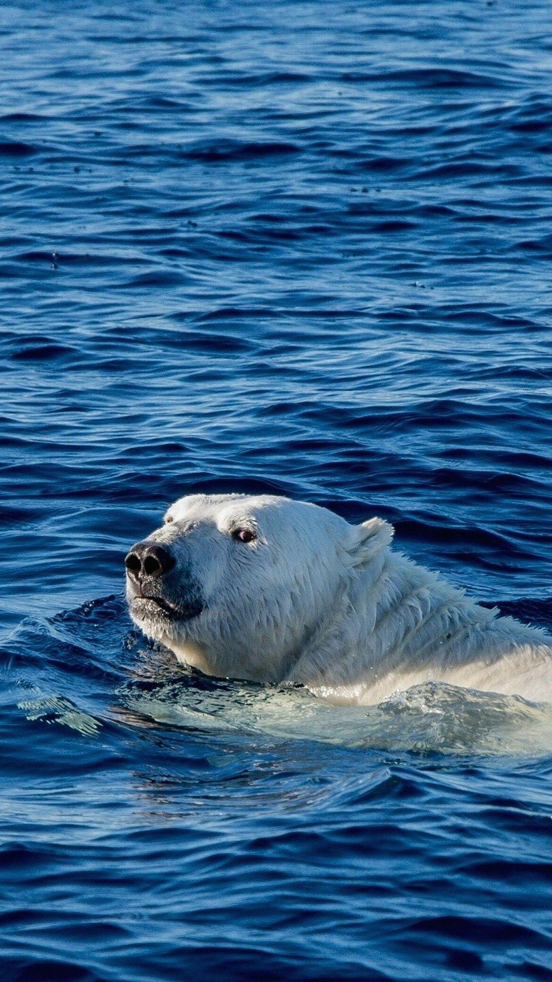 1080x1920 Watch Me Swim Polar Bear Sea Animal iPhone 8 Wallpaper Free