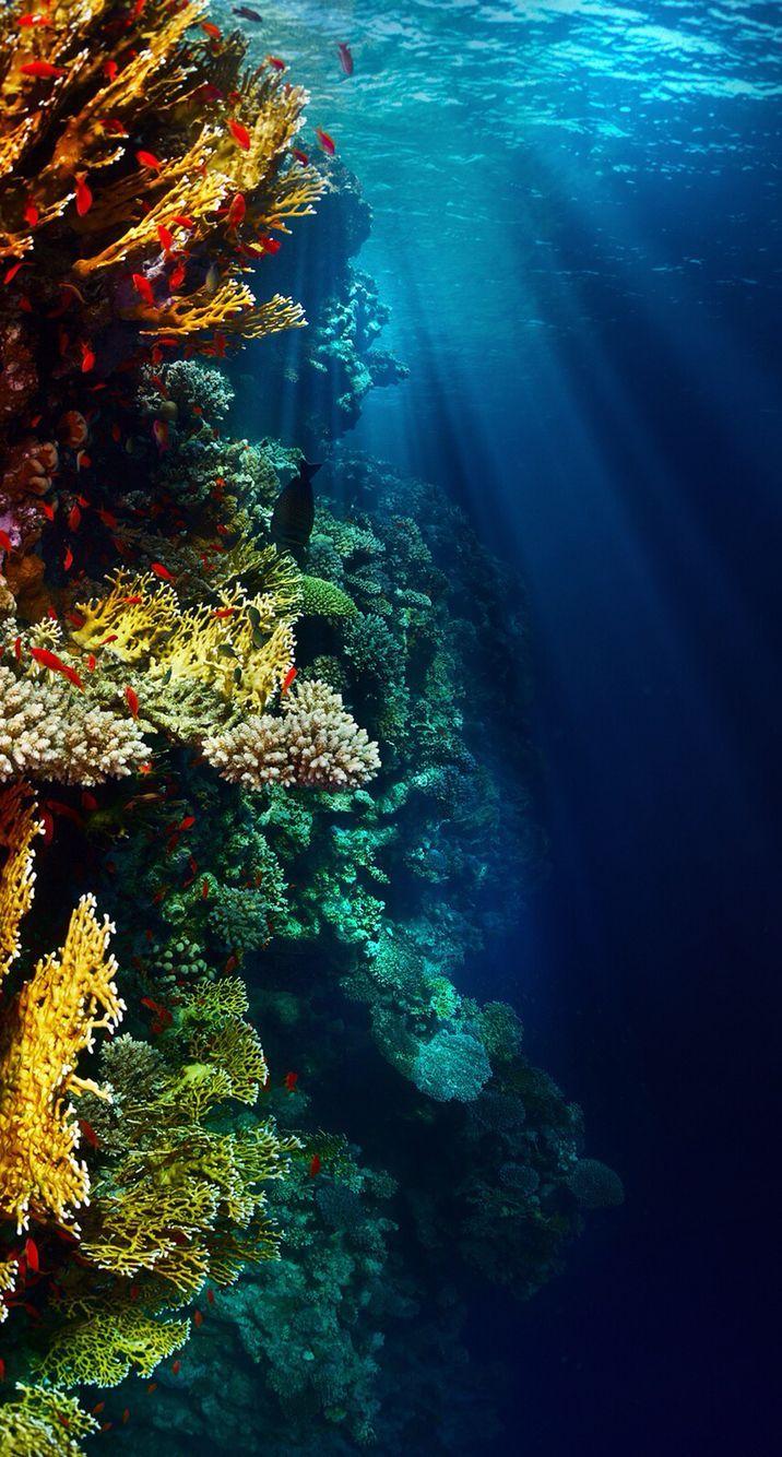 716x1334 Amazing Underwater Reef Reef iPhone Background, HD