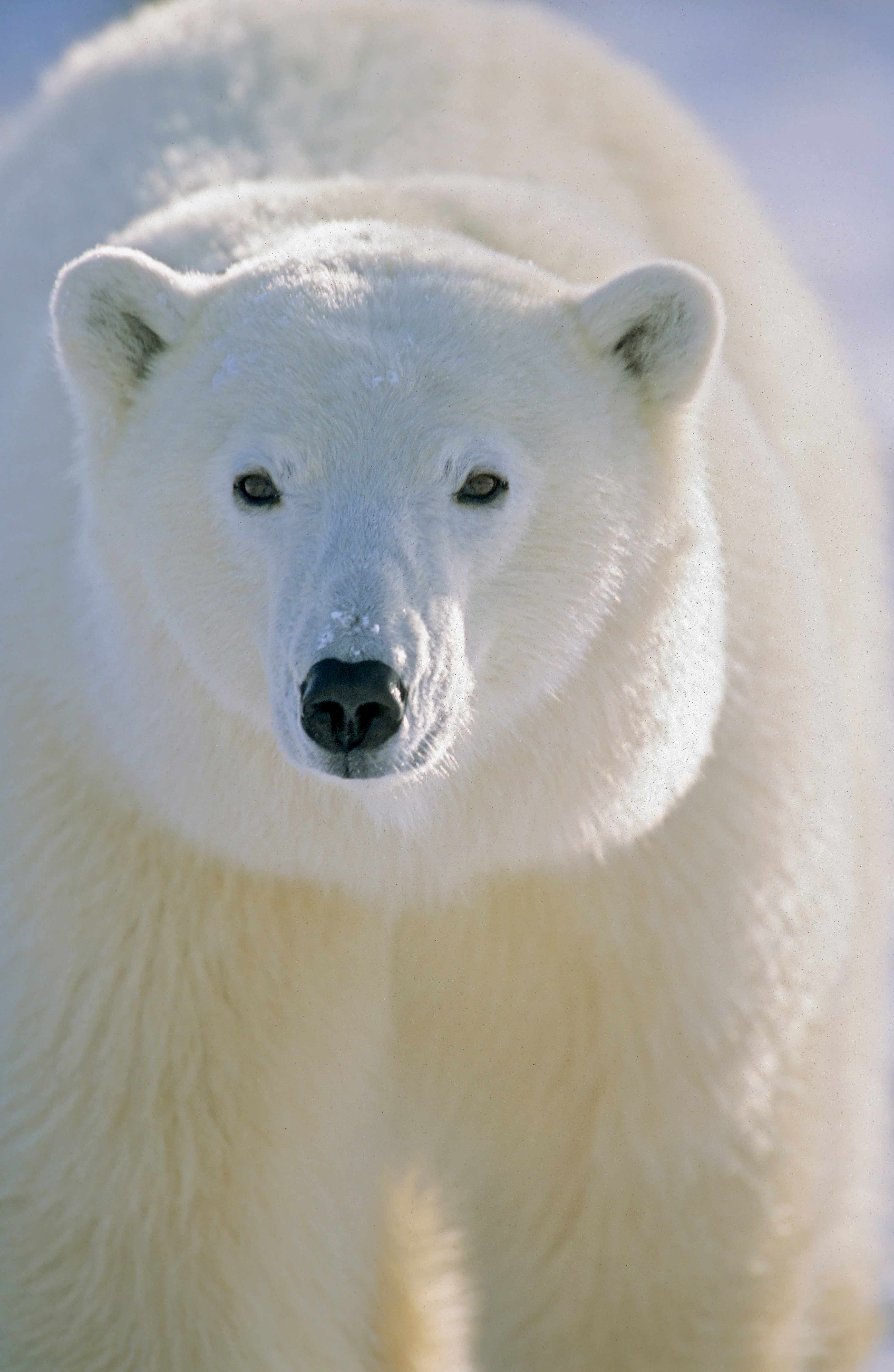 3484x5343 Cool Background of animals that will blow you away