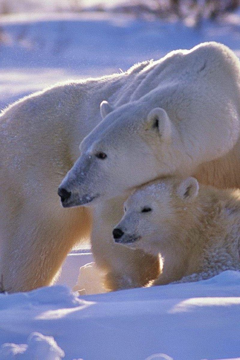 800x1200 Download wallpaper 800x1200 polar bear, bear, family, babies