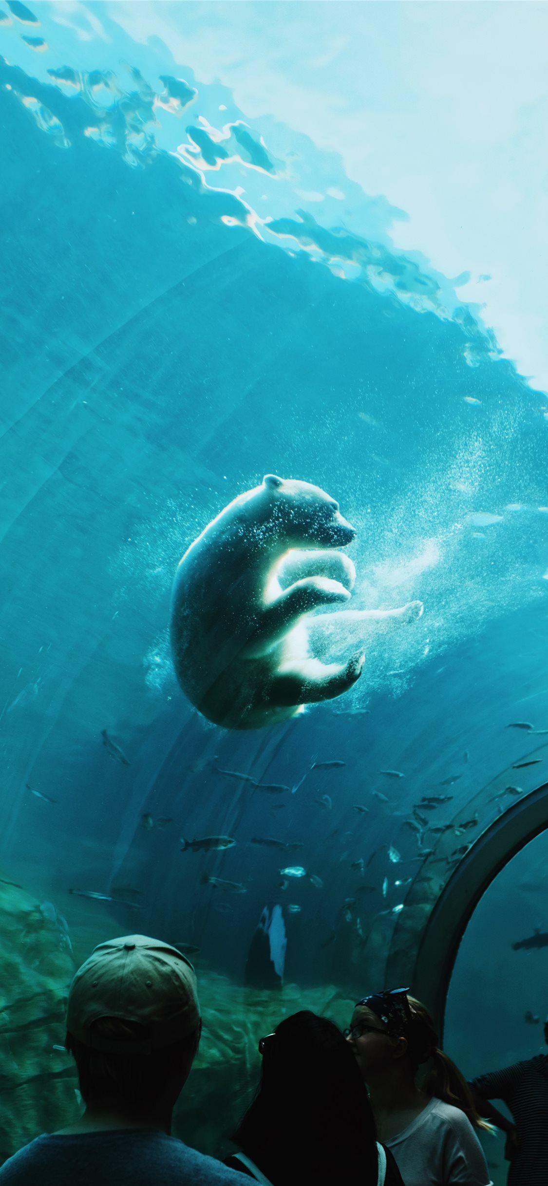 1125x2436 Polar Bear iPhone X Wallpaper Free Download