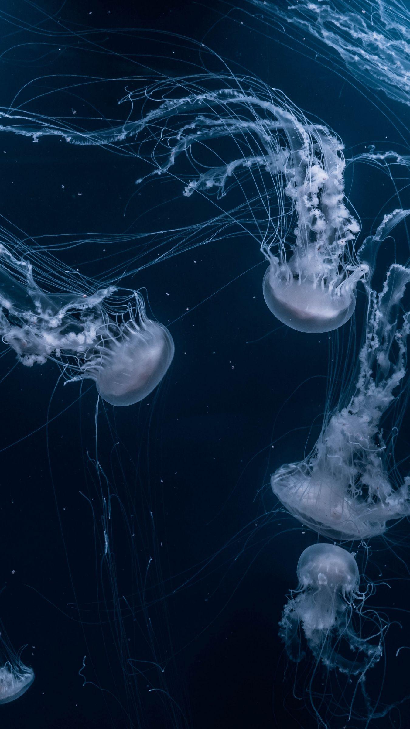 1350x2400 Download wallpaper 1350x2400 jellyfish, underwater world