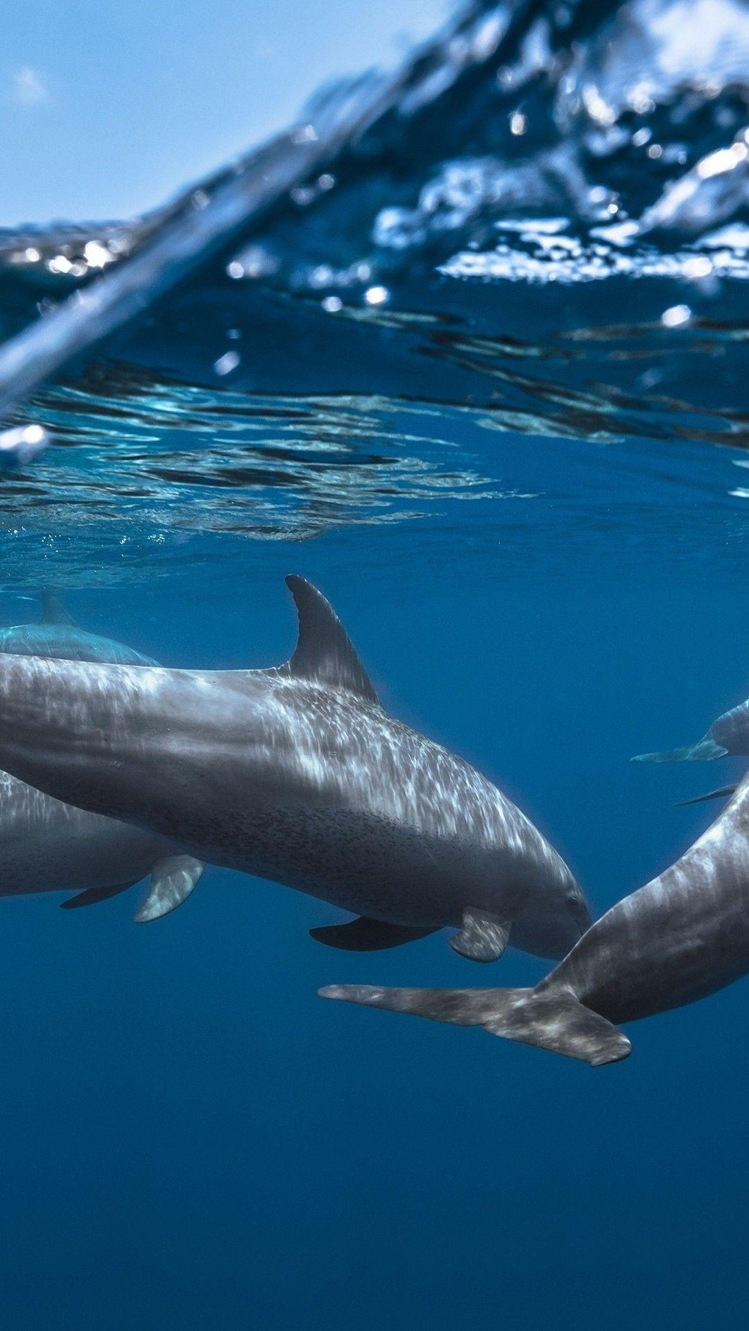 1080x1920 Download 1080x1920 Dolphins, Underwater, Ocean Wallpaper