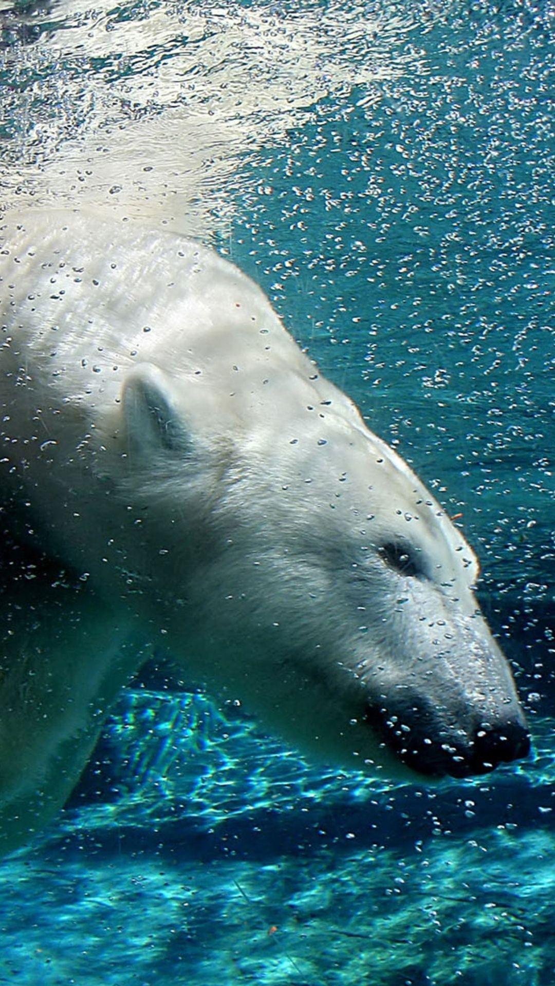 1080x1920 Polar Bear Swim iPhone Wallpaper HD