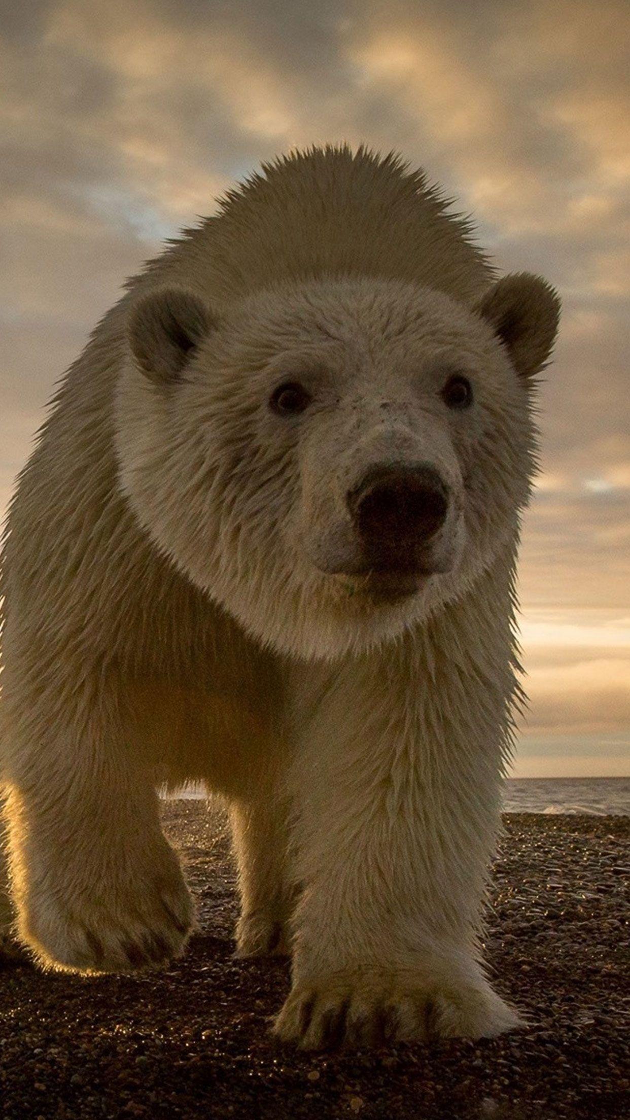 1242x2208 Polar Bear Wallpaper
