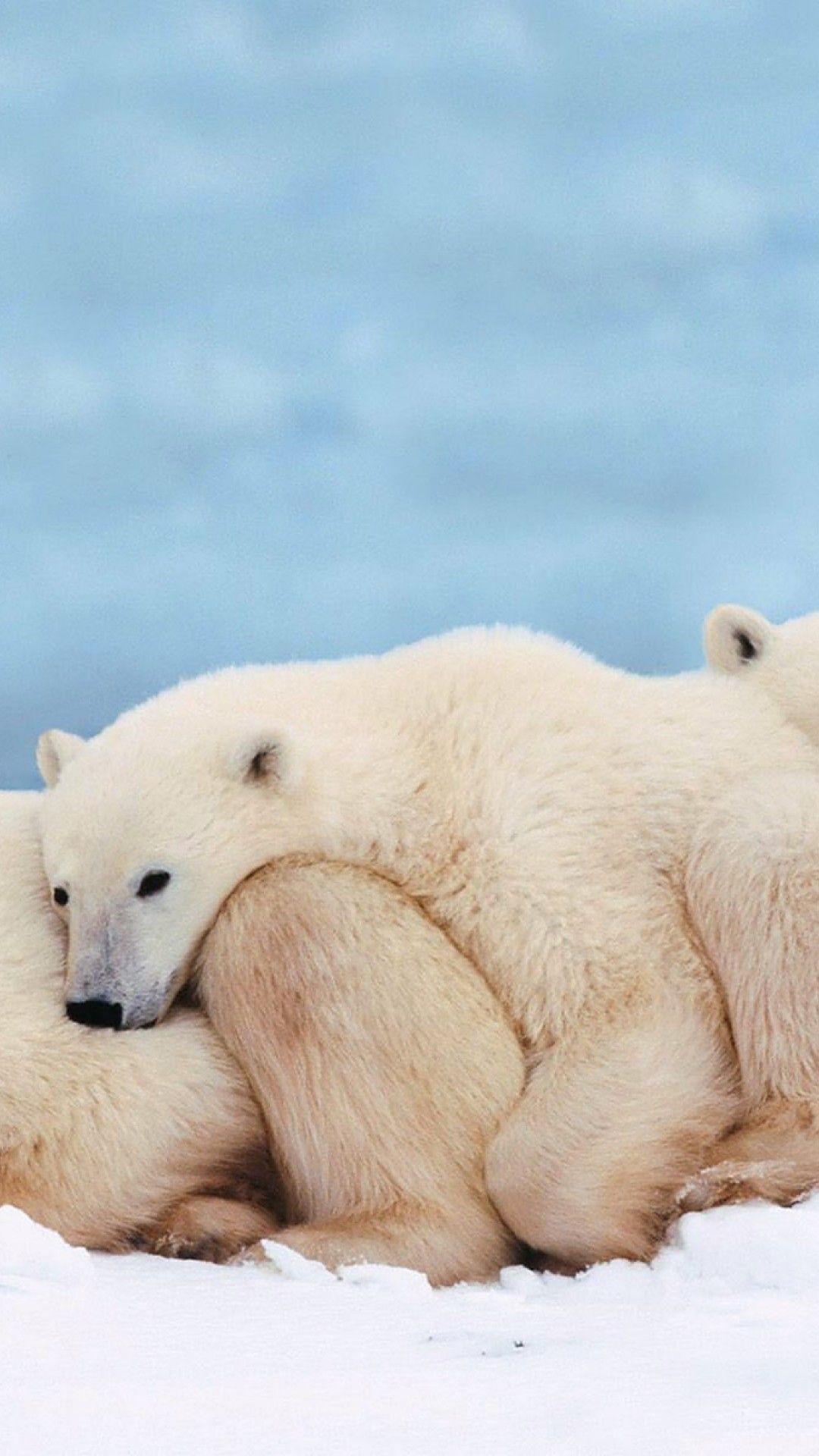 1080x1920 Cute Polar Bear Cub HD Wallpaper for Desktop and Mobiles