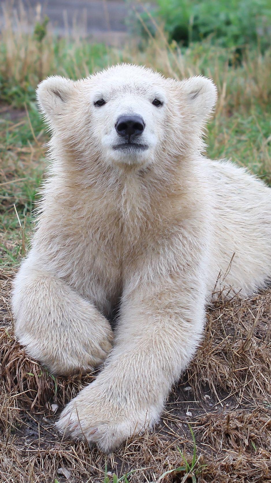 938x1668 Download Wallpaper 938x1668 Bear, Polar Bear, Cub Iphone 8 7