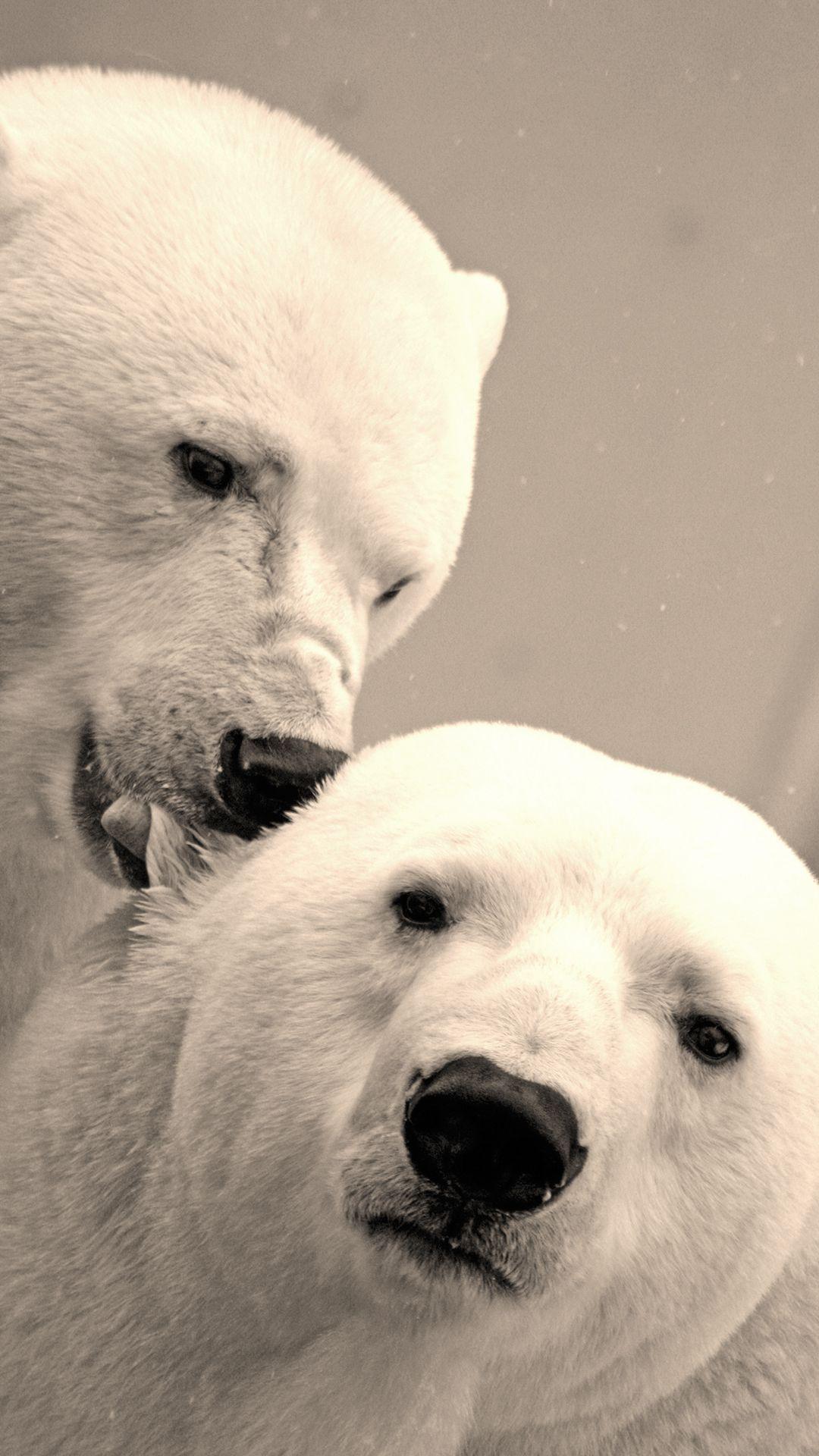 1080x1920 Polar Bears HD iPhone 6 Wallpaper Background
