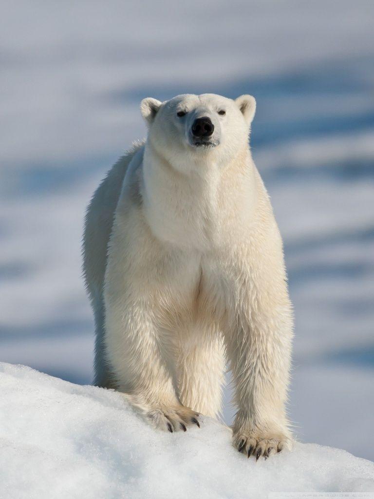 768x1024 Polar Bear and Baby ❤ 4K HD Desktop Wallpaper for 4K Ultra