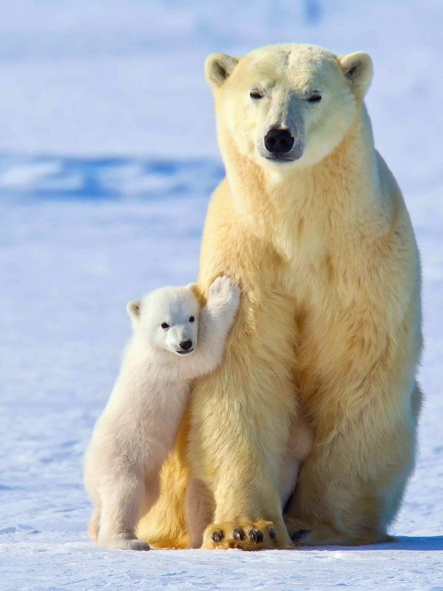 1536x2048 Baby Bears Wallpaper