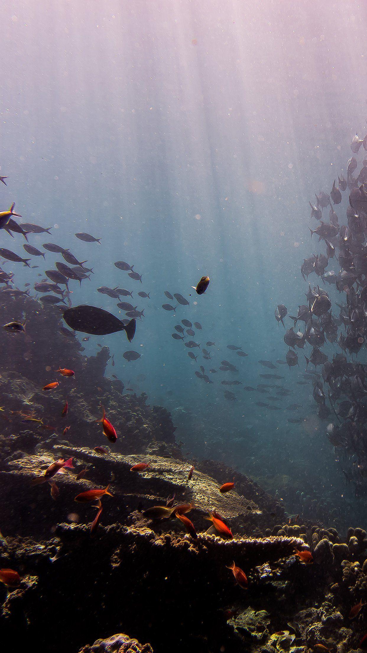 1242x2208 iPhone X wallpaper. deep dive sea fish ocean water nature