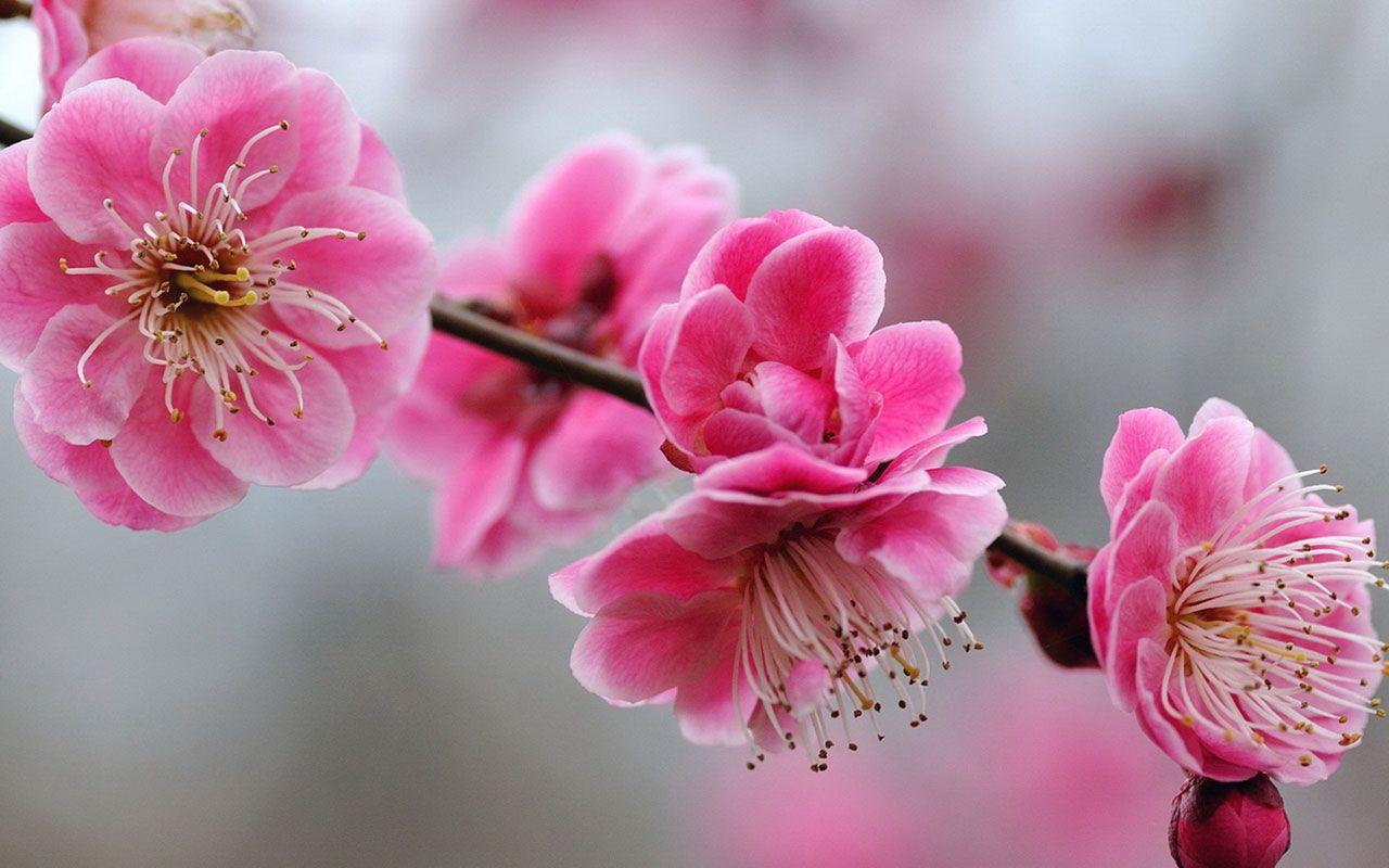 1280x800 Charming feminine pink Flowers HD Wallpaper 6 － Flower