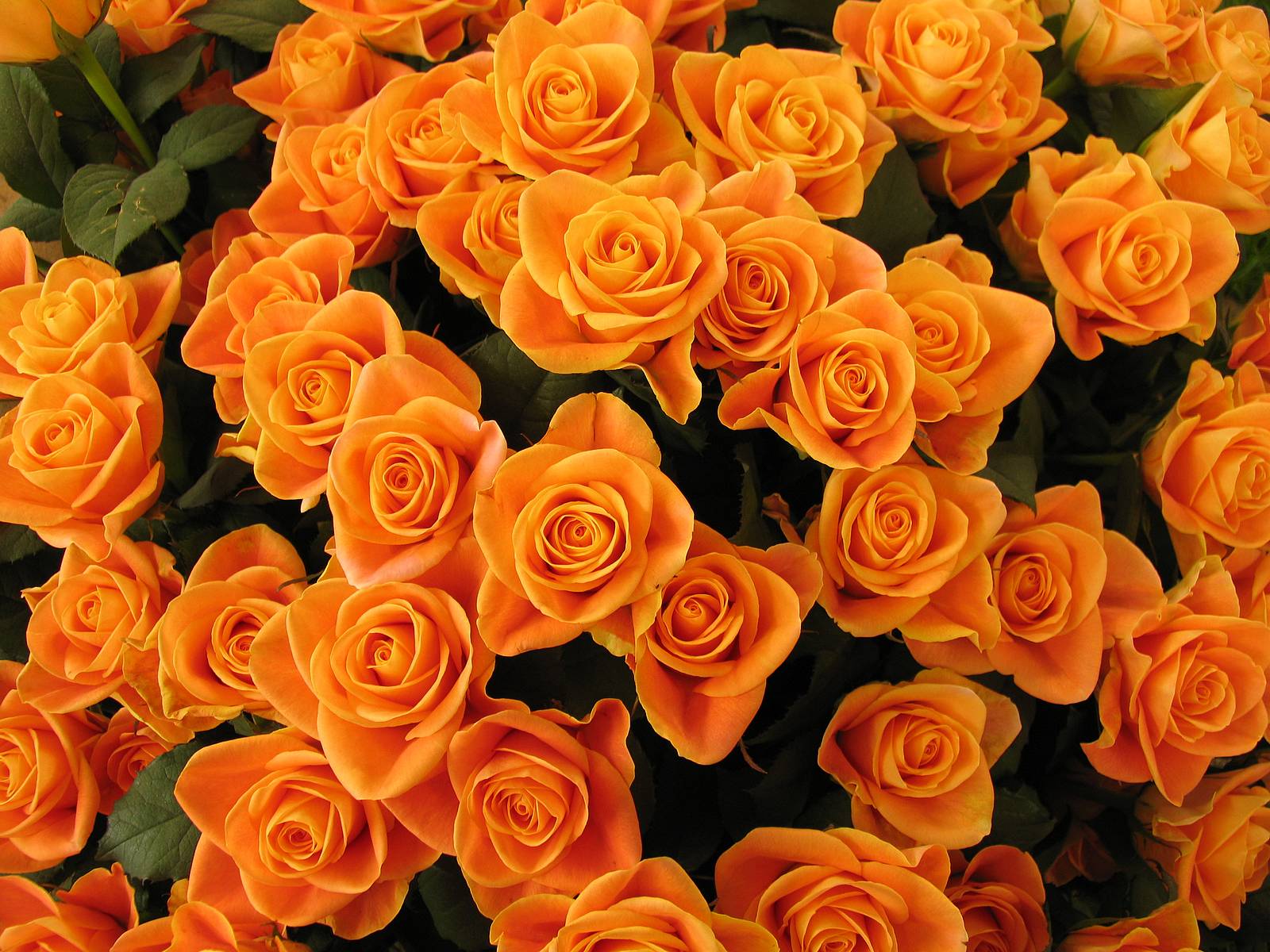 pretty orange flowers backgrounds