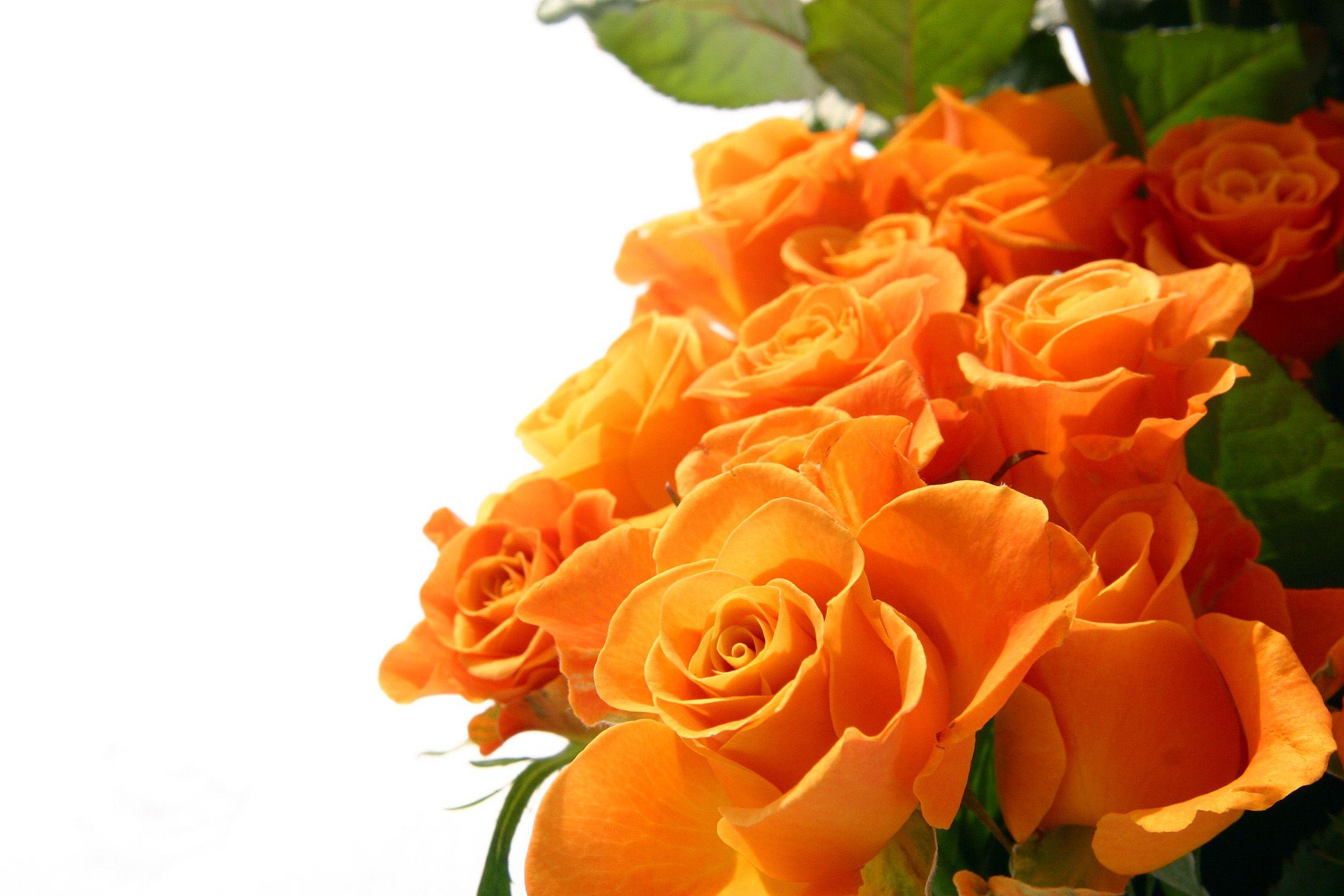 2222x1481 Rose Orange Flowers Wallpaper. PNG Transparent best stock