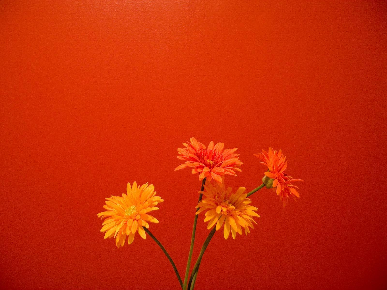 Orange Flowers Wallpapers Top Free Orange Flowers Backgrounds Wallpaperaccess
