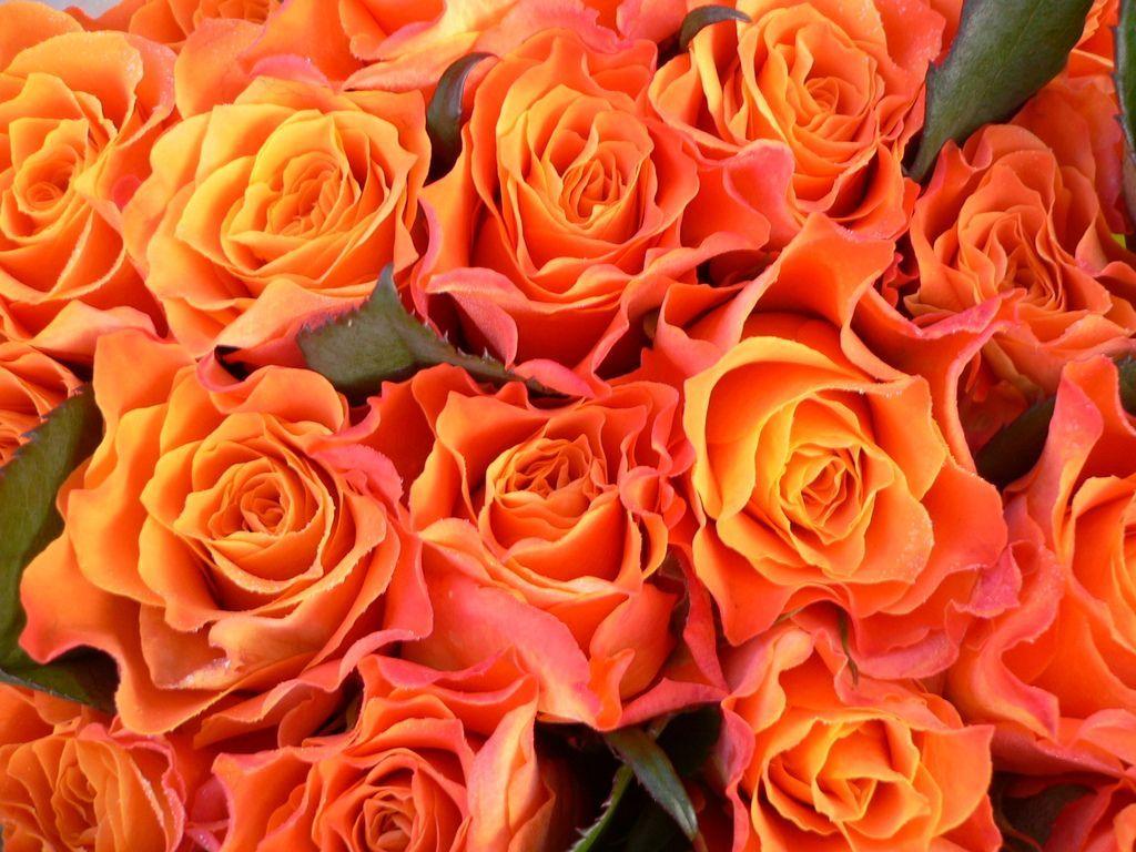 1024x768 Orange Roses Wallpaper