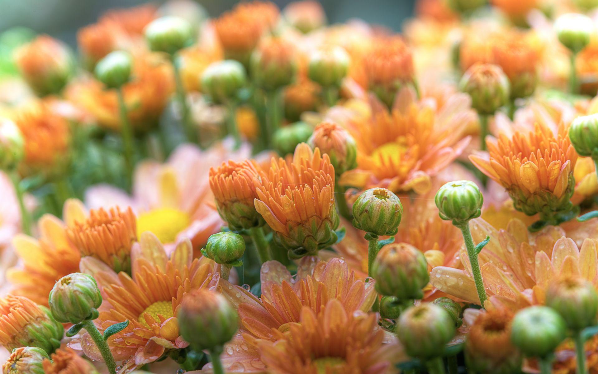 1920x1200 Orange Flowers Wallpaperx1200