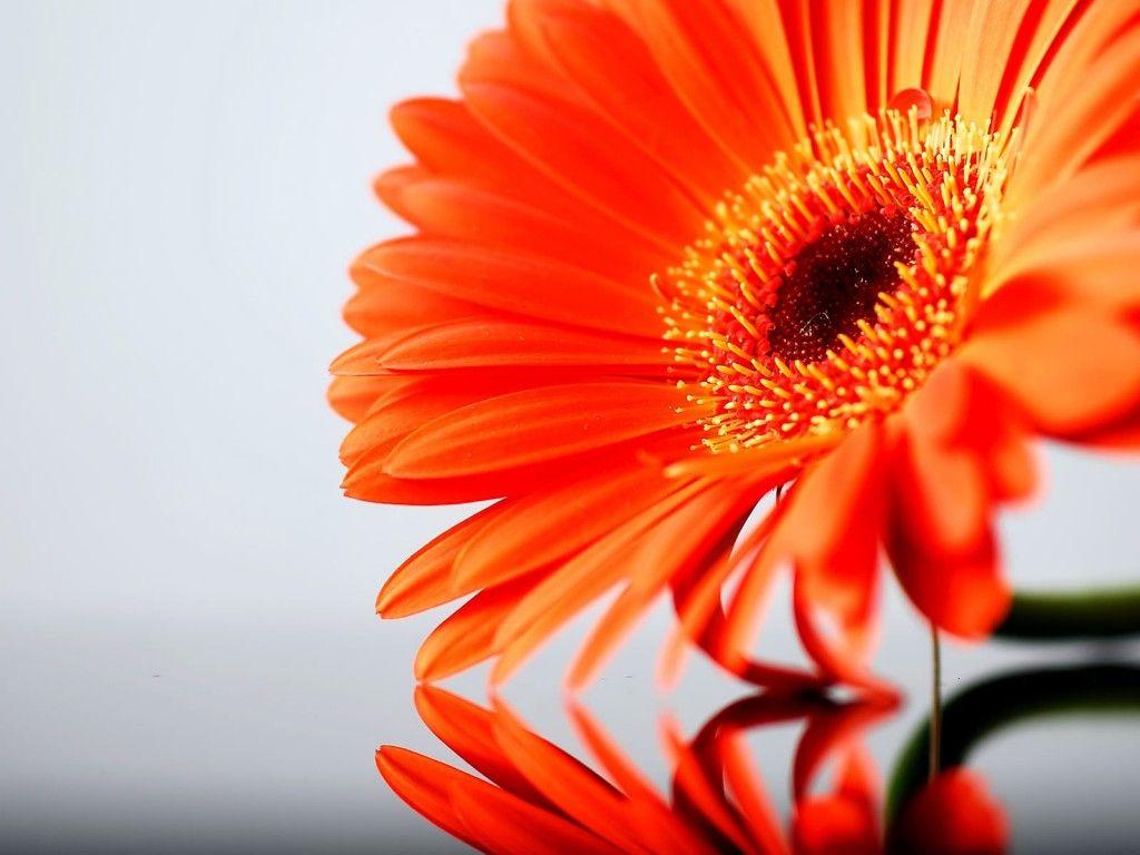 Orange Flowers Wallpapers Top Free Orange Flowers Backgrounds Wallpaperaccess