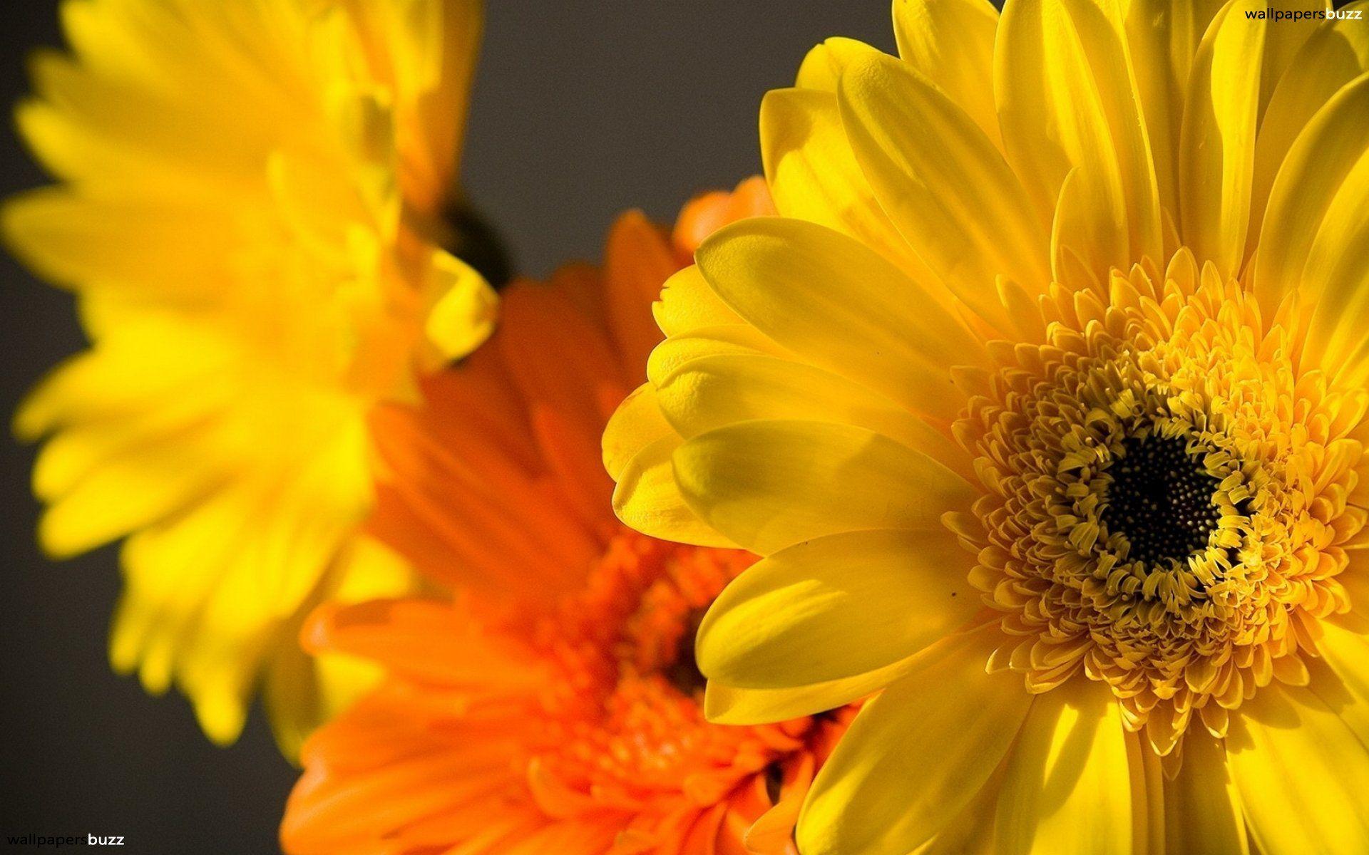 1920x1200 Yellow and Orange flowers HD Wallpaper