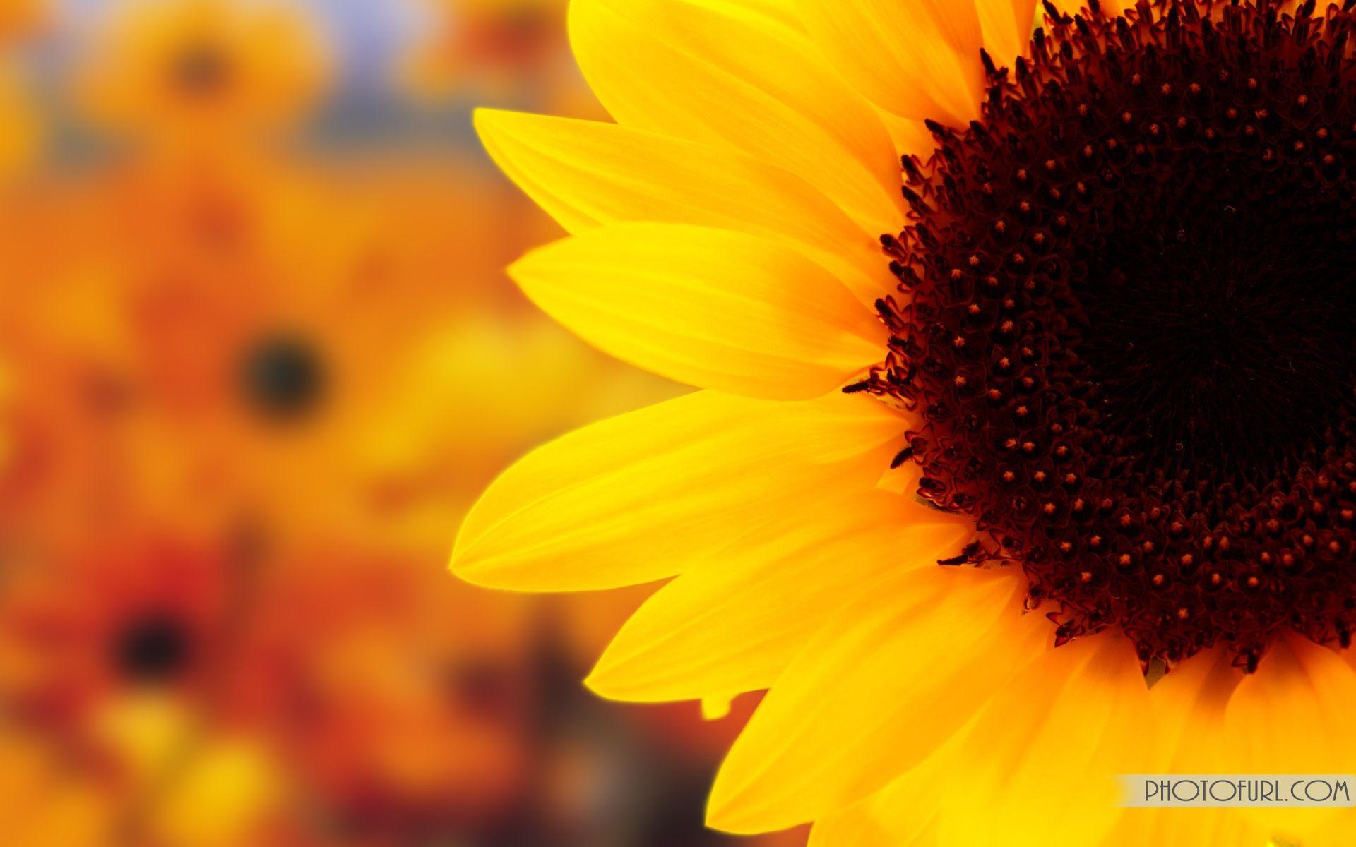 1920x1200 flower desktop wallpaper wallpaper white orange