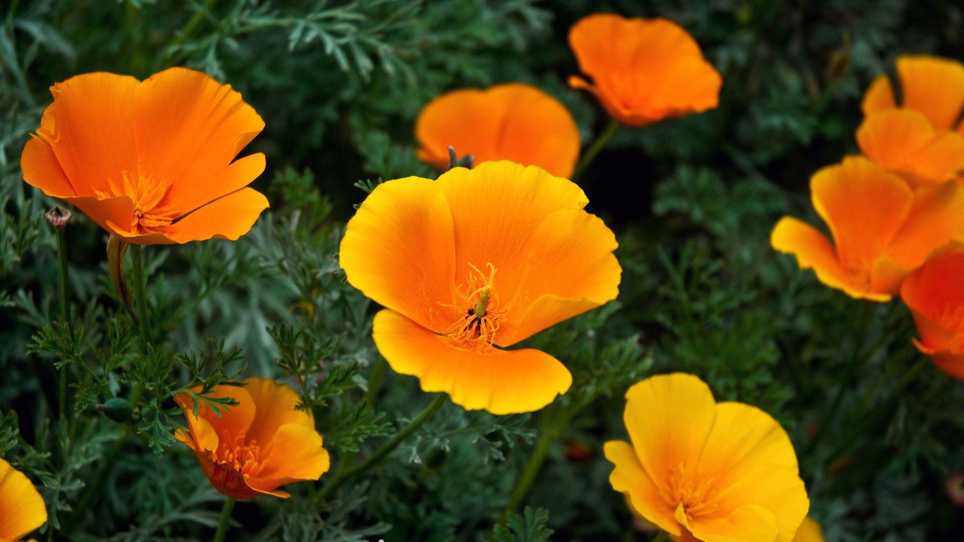 1920x1080 3y45: Orange Flowers Wallpaper HD Wallpaper