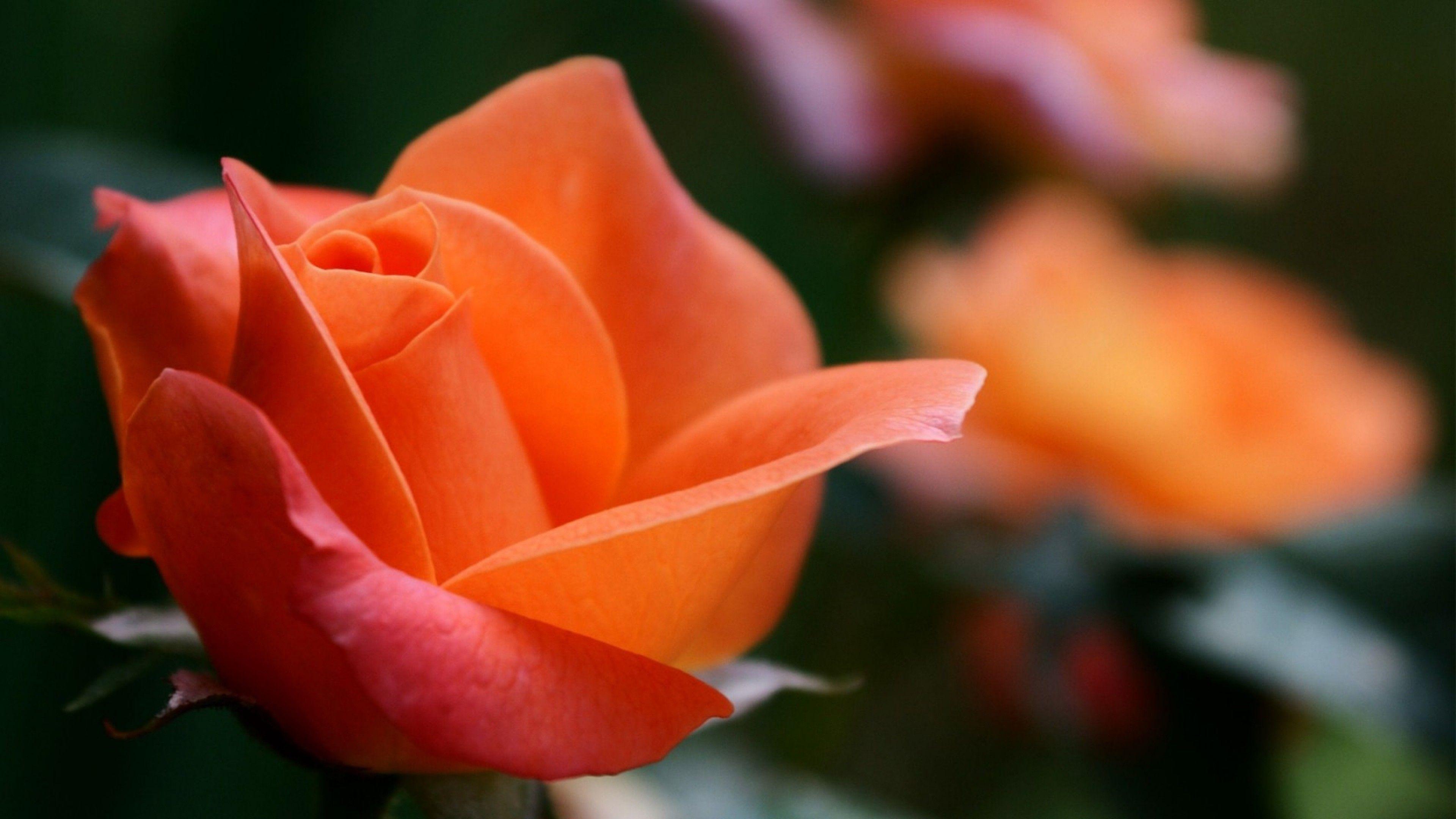 3840x2160 Wallpaper Orange Rose, Rose flowers, HD, 4K, Flowers