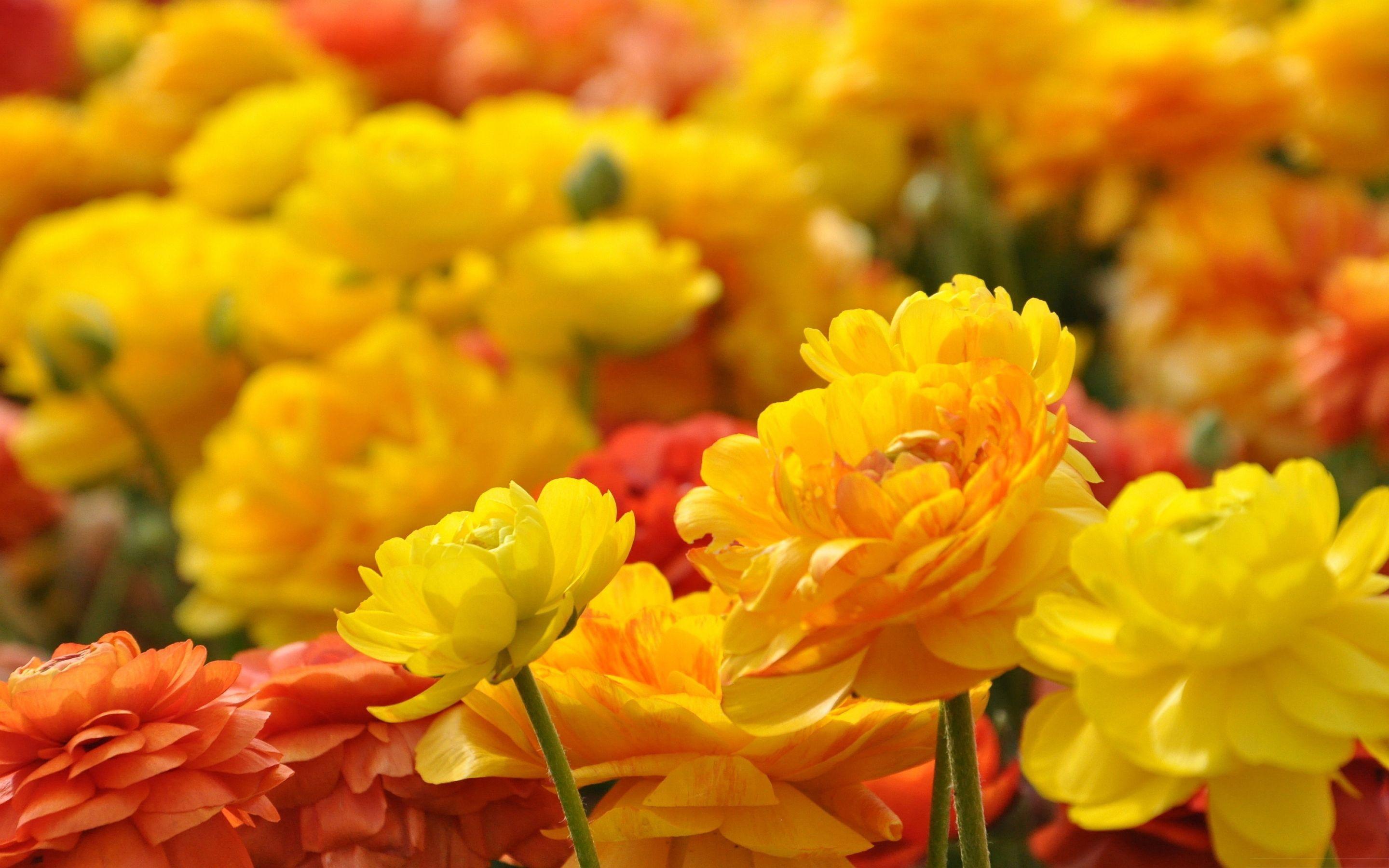 2880x1800 Yellow Flower Wallpaper
