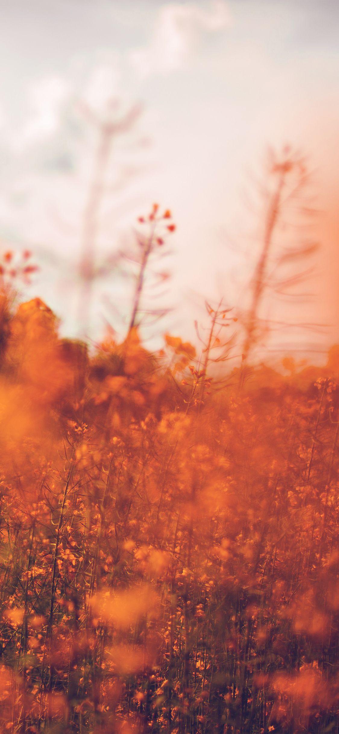 Orange Flower iPhone Wallpapers Top Free Orange Flower iPhone