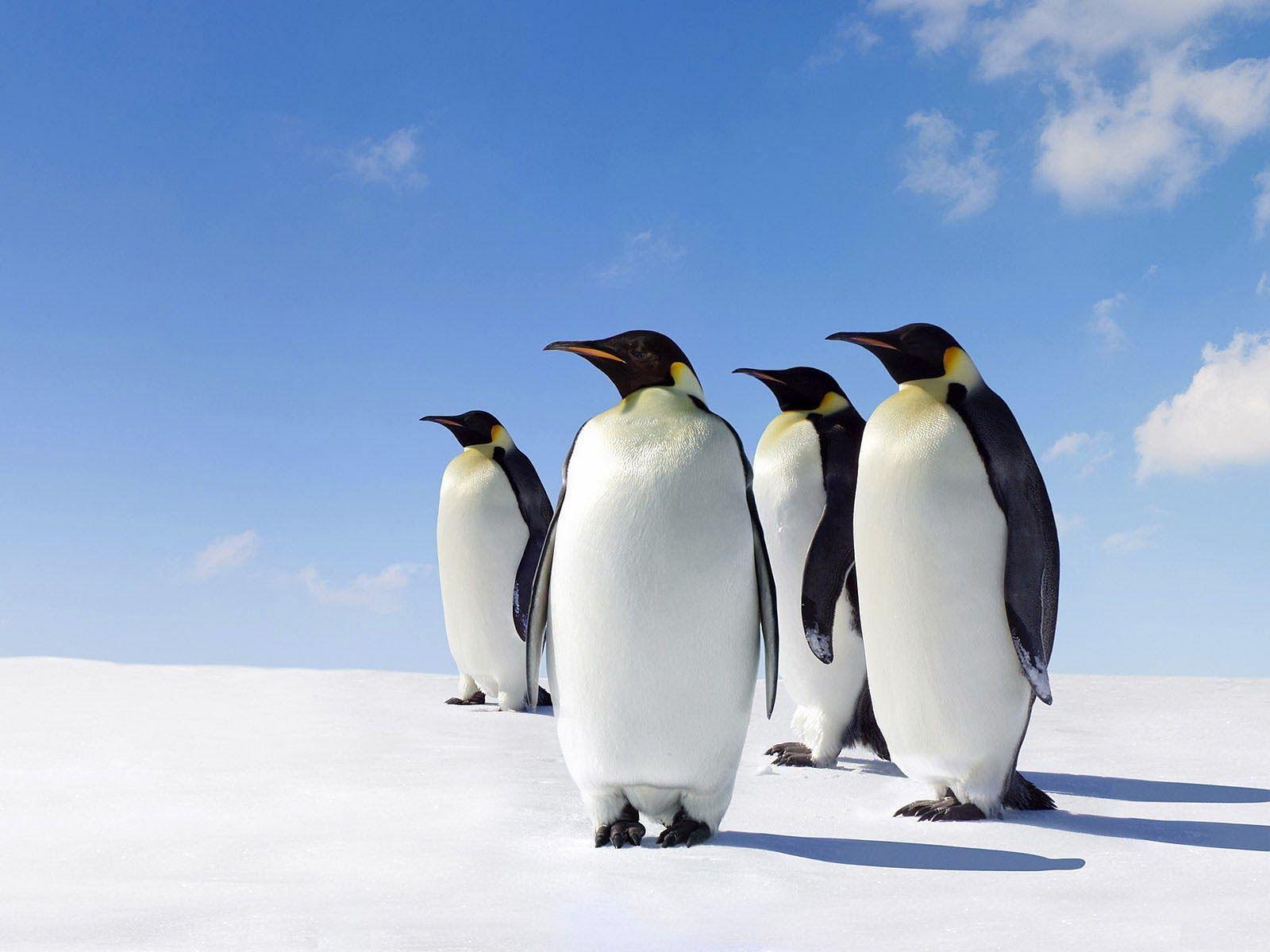 1600x1200 Clovisso Wallpaper Gallery: King Penguins Wallpaper