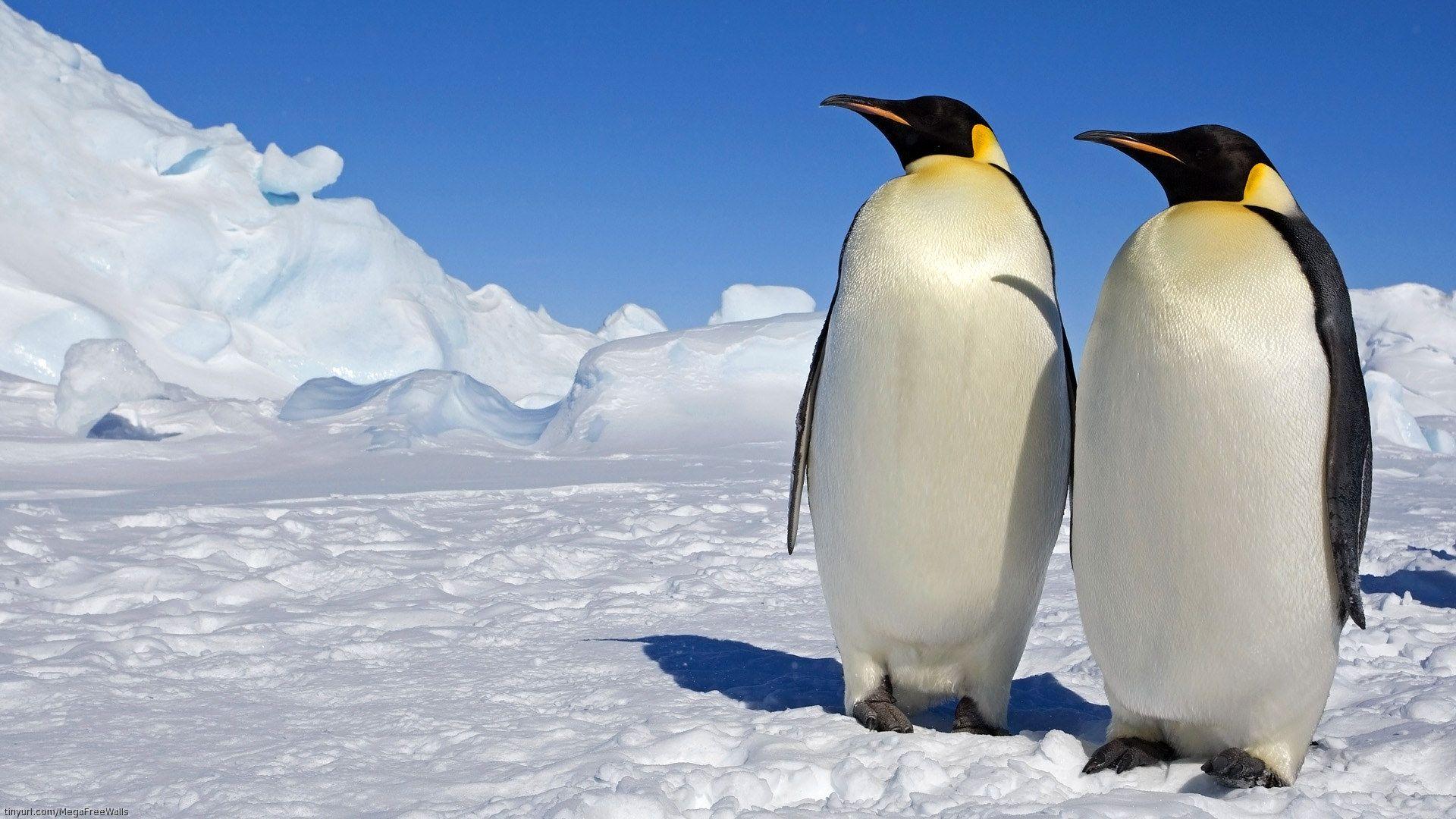 1920x1080 Penguins Wallpaper PHO33R