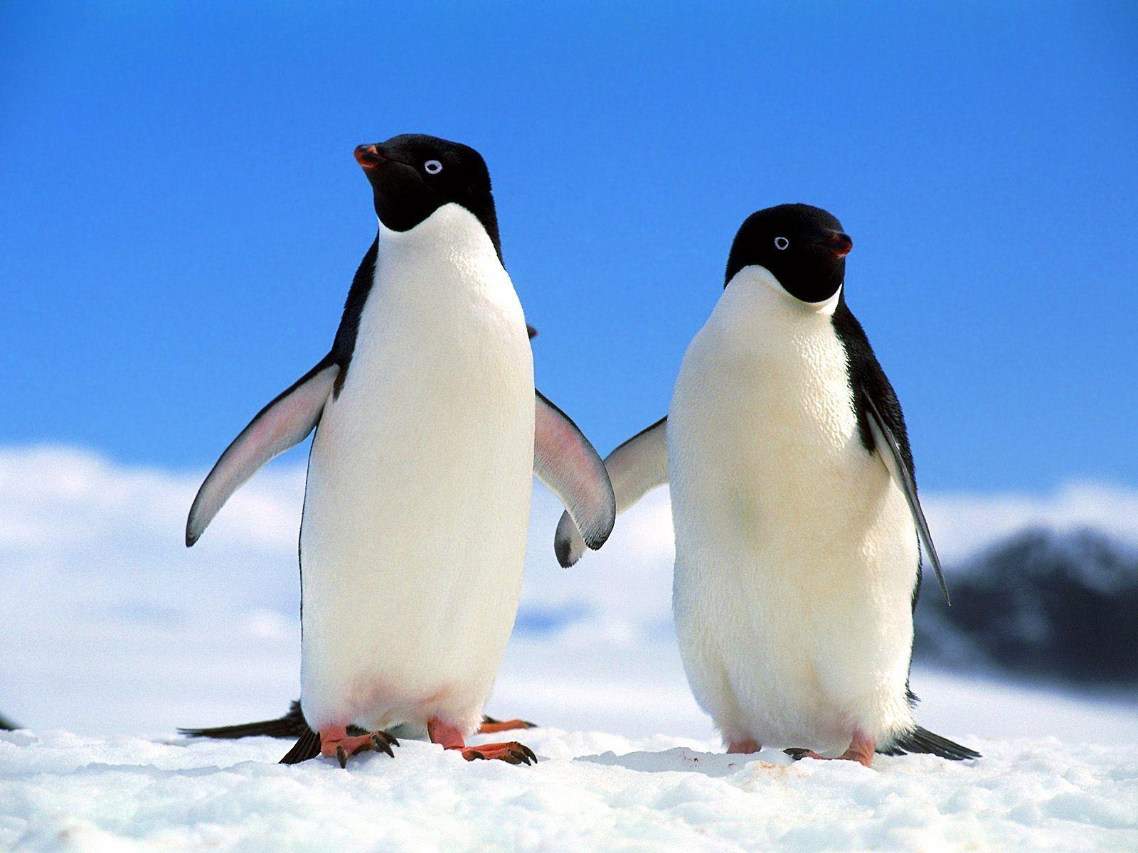 1600x1200 Penguins HD Wallpaper