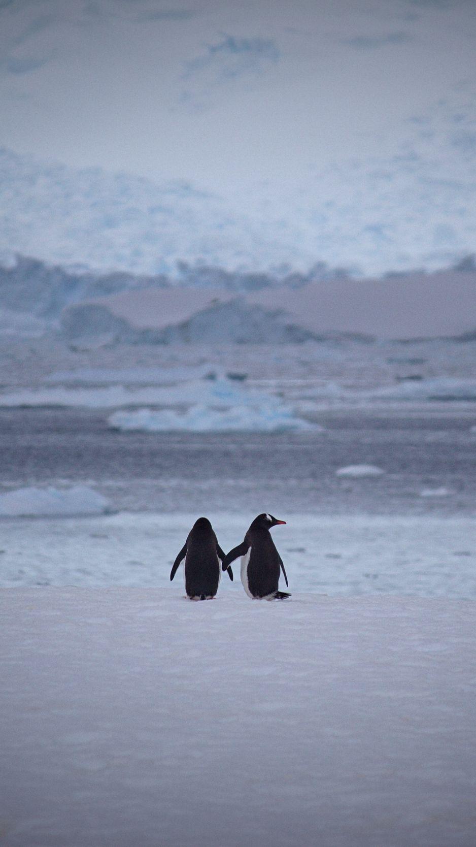 938x1668 Download Wallpaper 938x1668 Penguins, Couple, Snow, Walk Iphone 8 7 6s 6 For Parallax HD Background