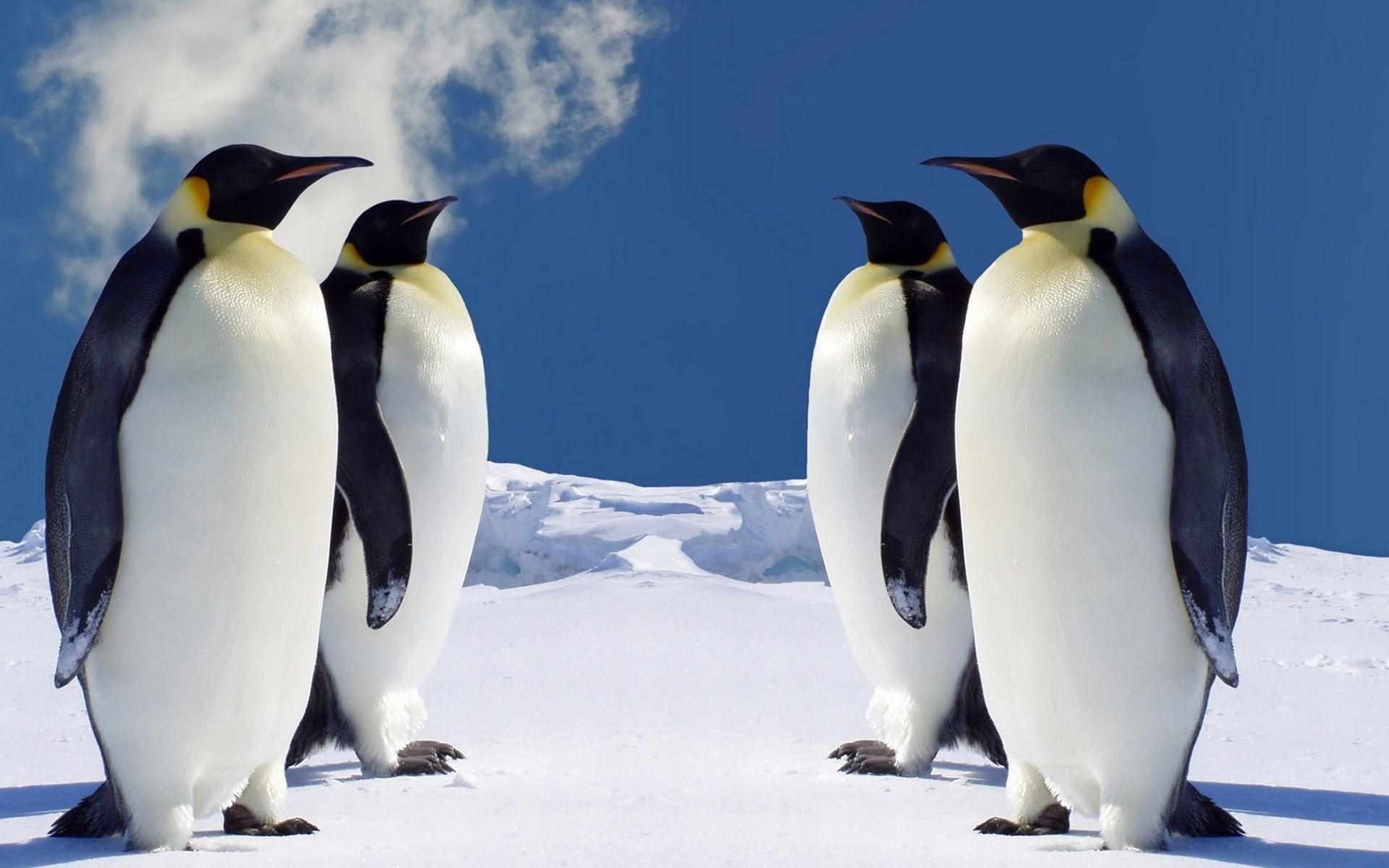 1920x1200 Imperial Penguins Desktop Wallpaper