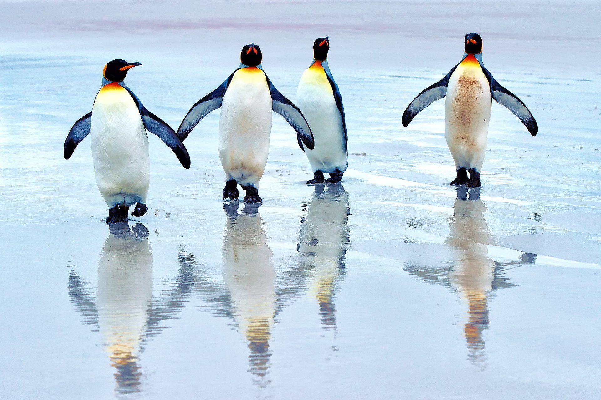 1920x1280 Penguin HD Wallpaper and Background Image
