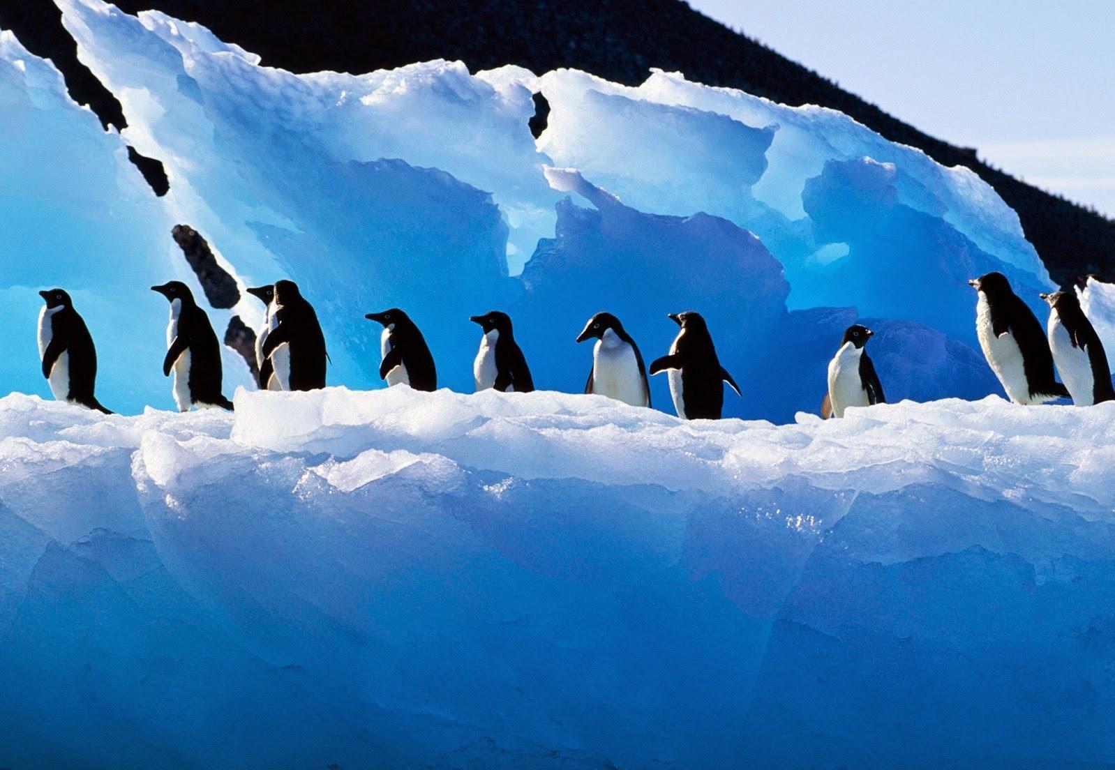 1598x1104 Penguin Wallpaper 13 X 1104